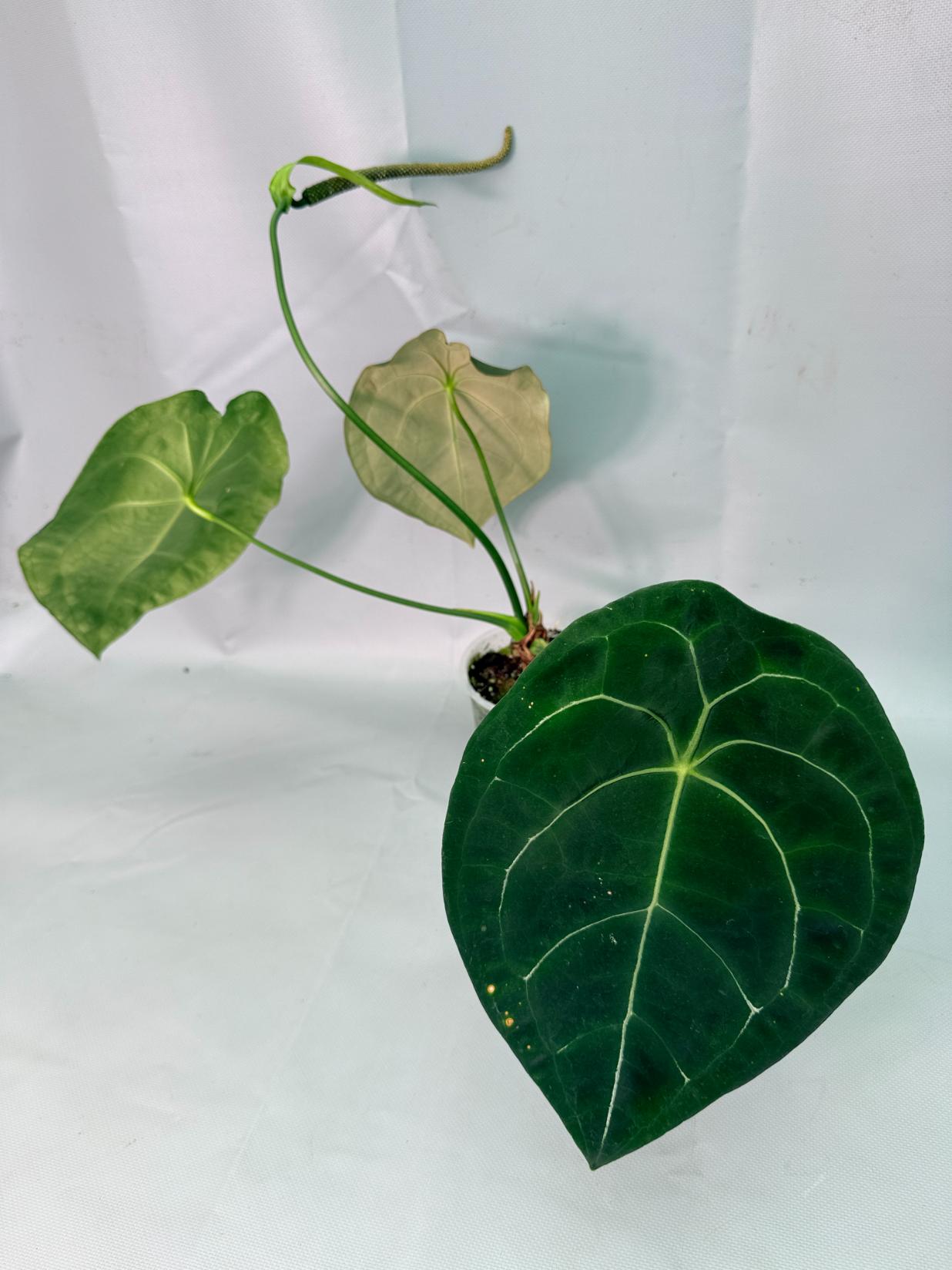 Anthurium Forgetii x Regale XL 04