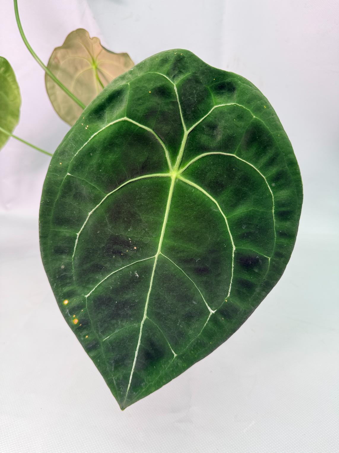 Anthurium Forgetii x Regale XL 05