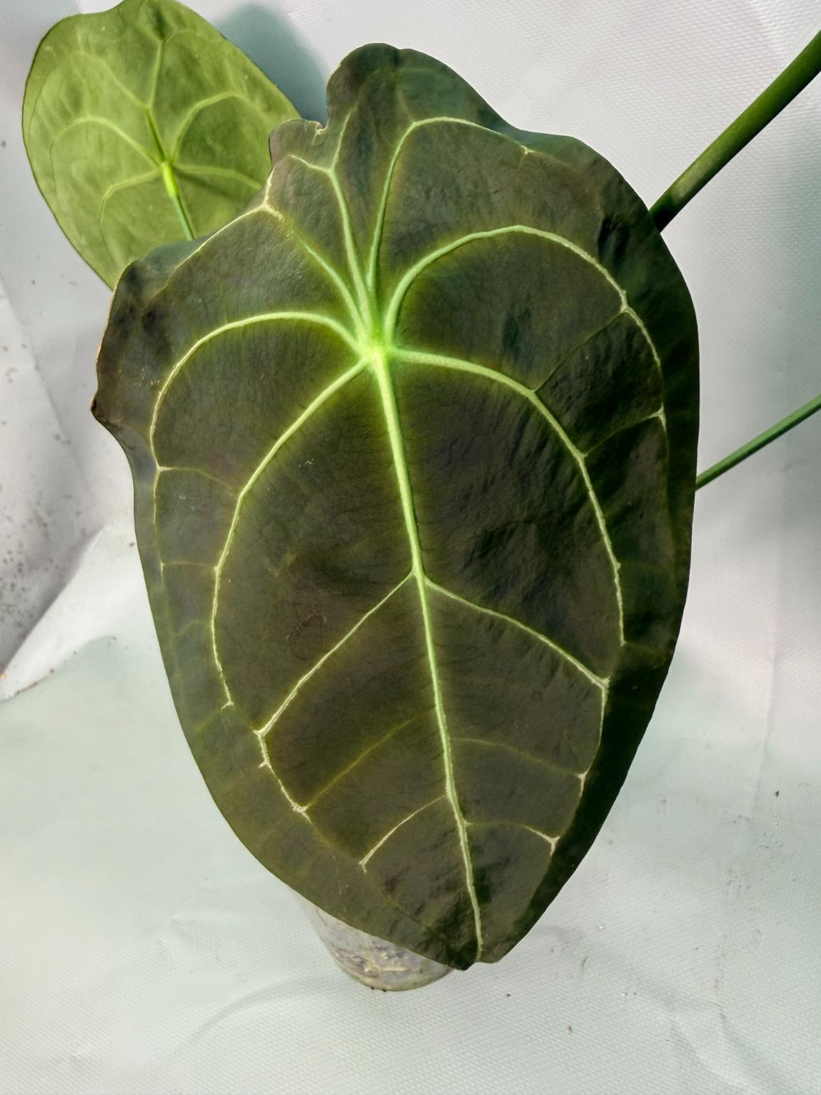 Anthurium Forgetii x Regale XL 06