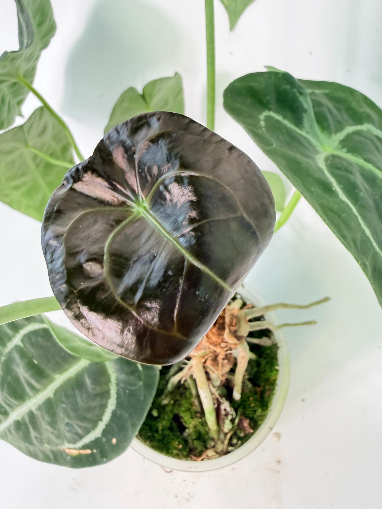 Anthurium Forgetii x Regale XL 09