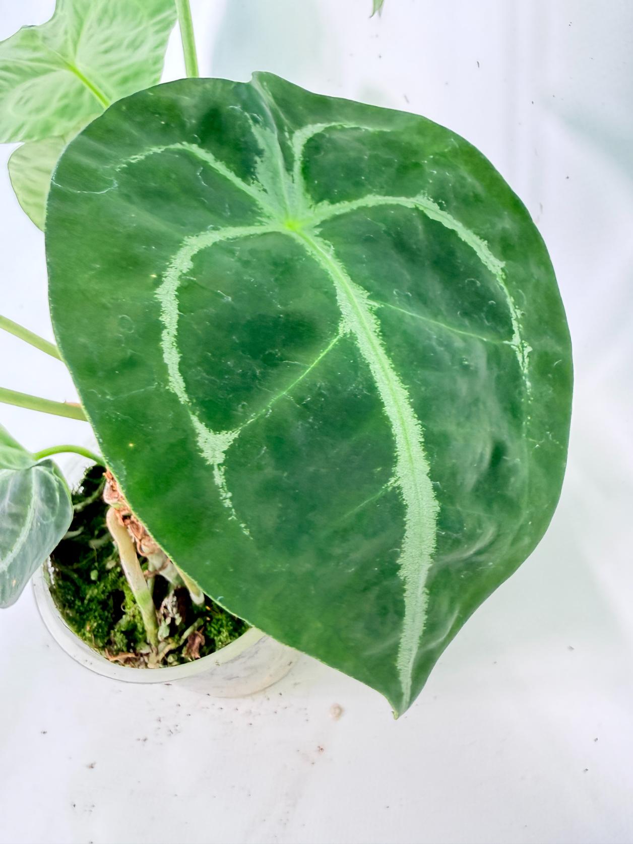Anthurium Forgetii x Regale XL 10