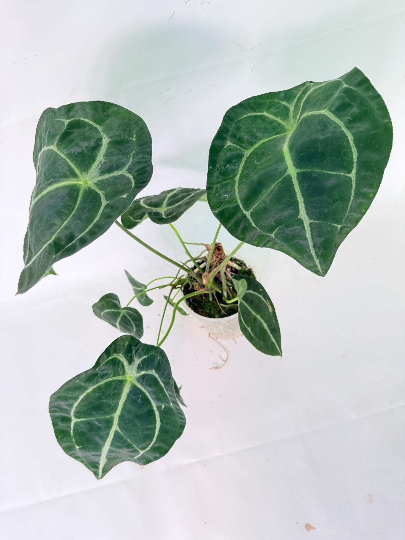 Anthurium Forgetii x Regale XL 11