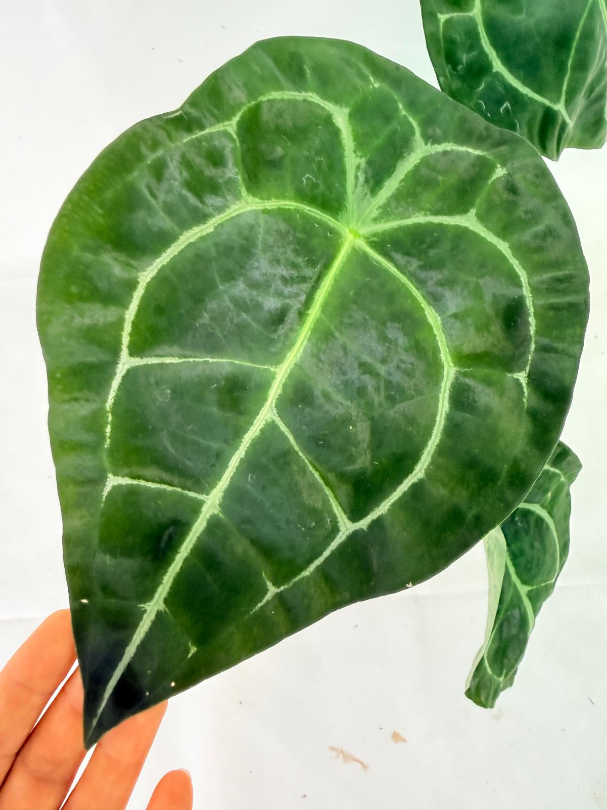 Anthurium Forgetii x Regale XL 12