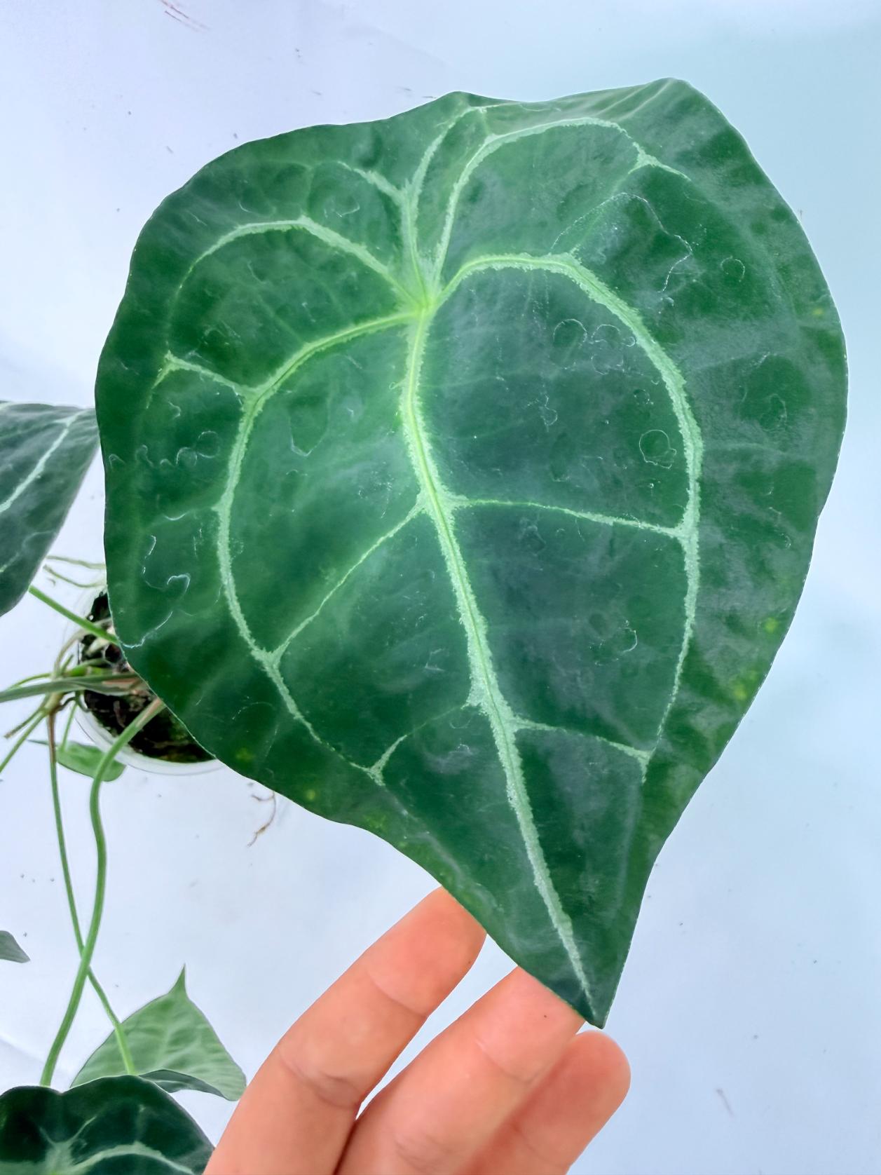 Anthurium Forgetii x Regale XL 13