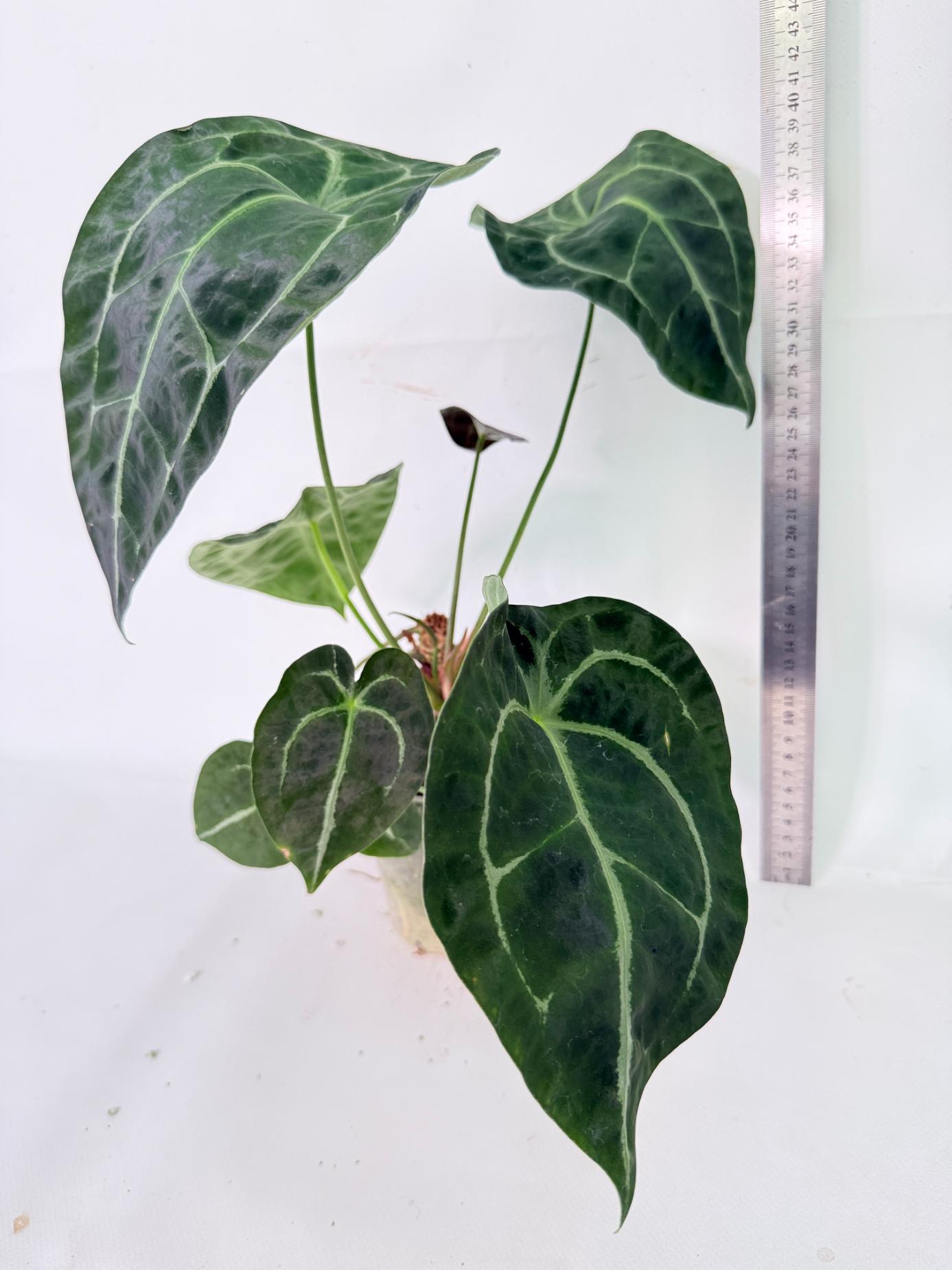 Anthurium Forgetii x Regale XL 02