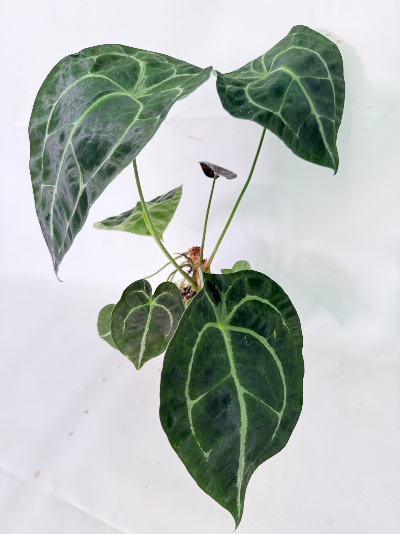 Anthurium Forgetii x Regale XL 03