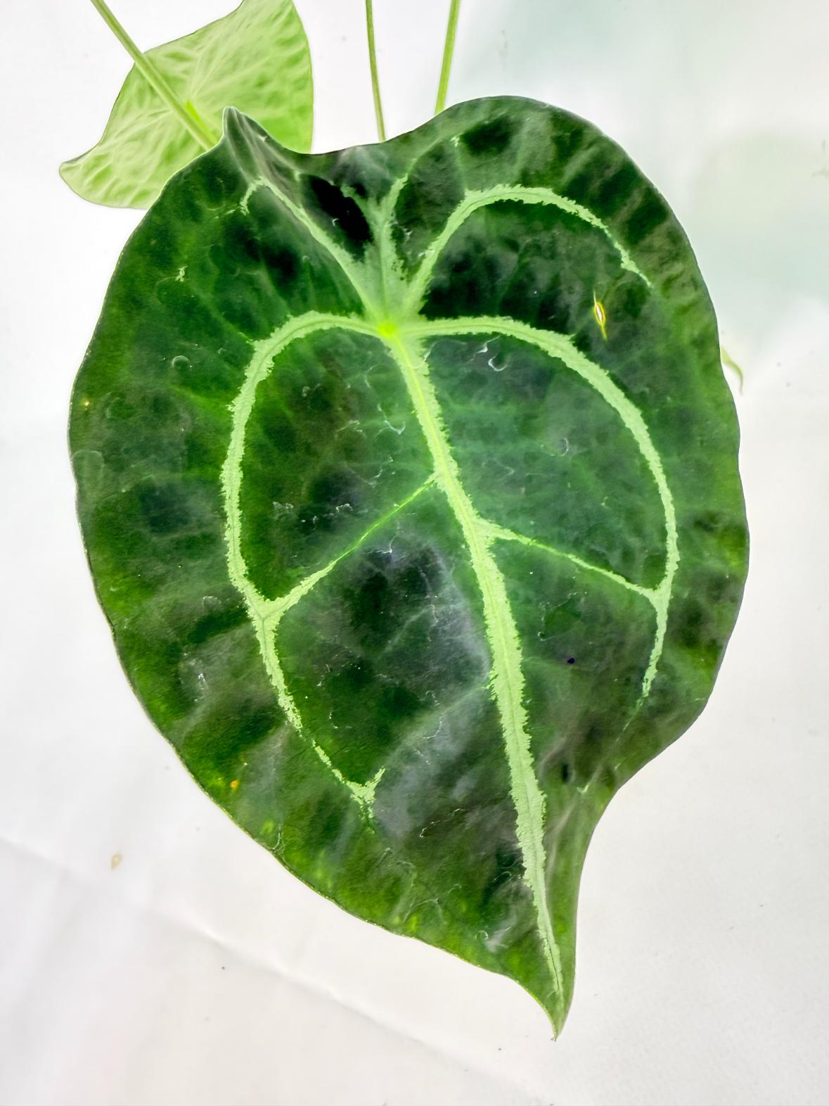Anthurium Forgetii x Regale XL 04