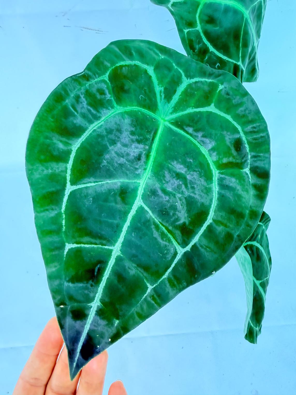 Anthurium Forgetii x Regale XL 05