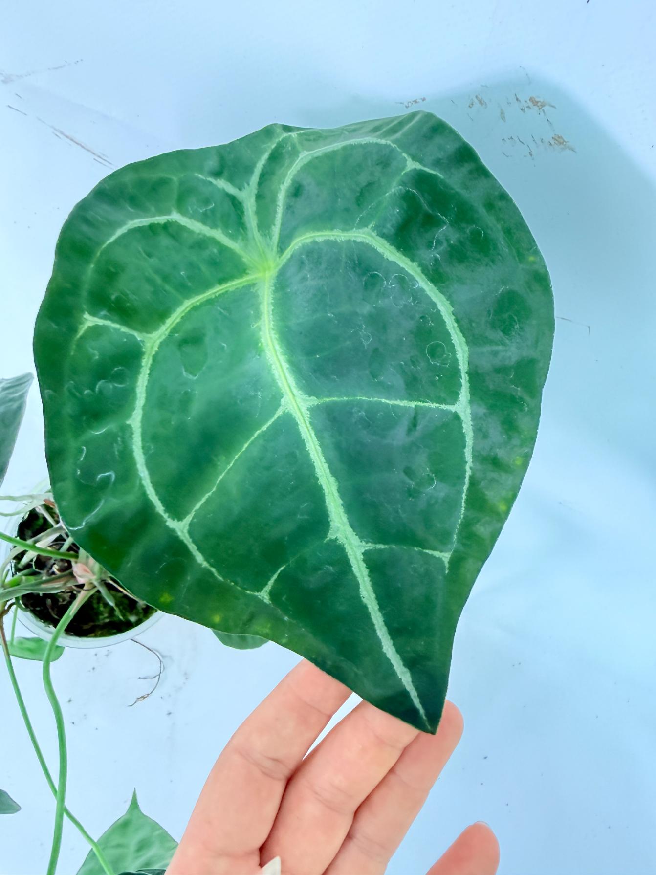 Anthurium Forgetii x Regale XL 06