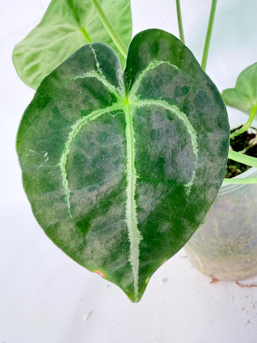 Anthurium Forgetii x Regale XL 07