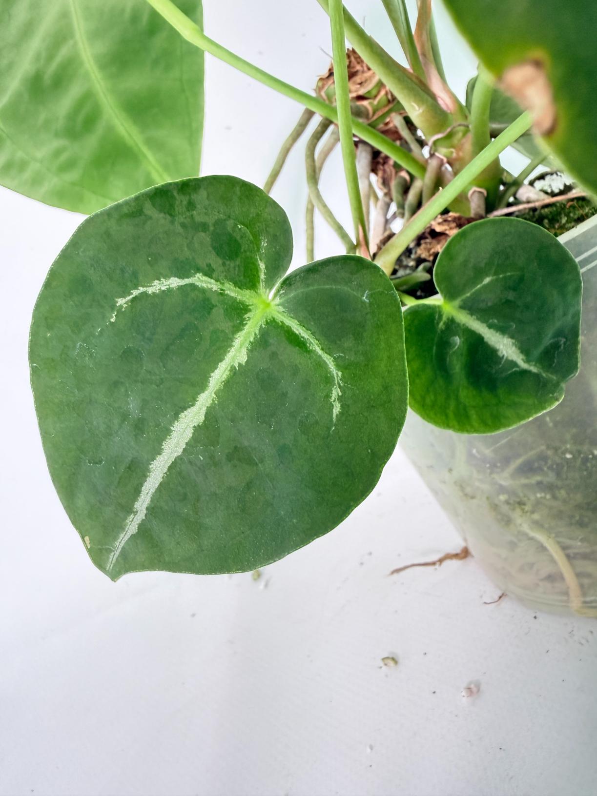 Anthurium Forgetii x Regale XL 08