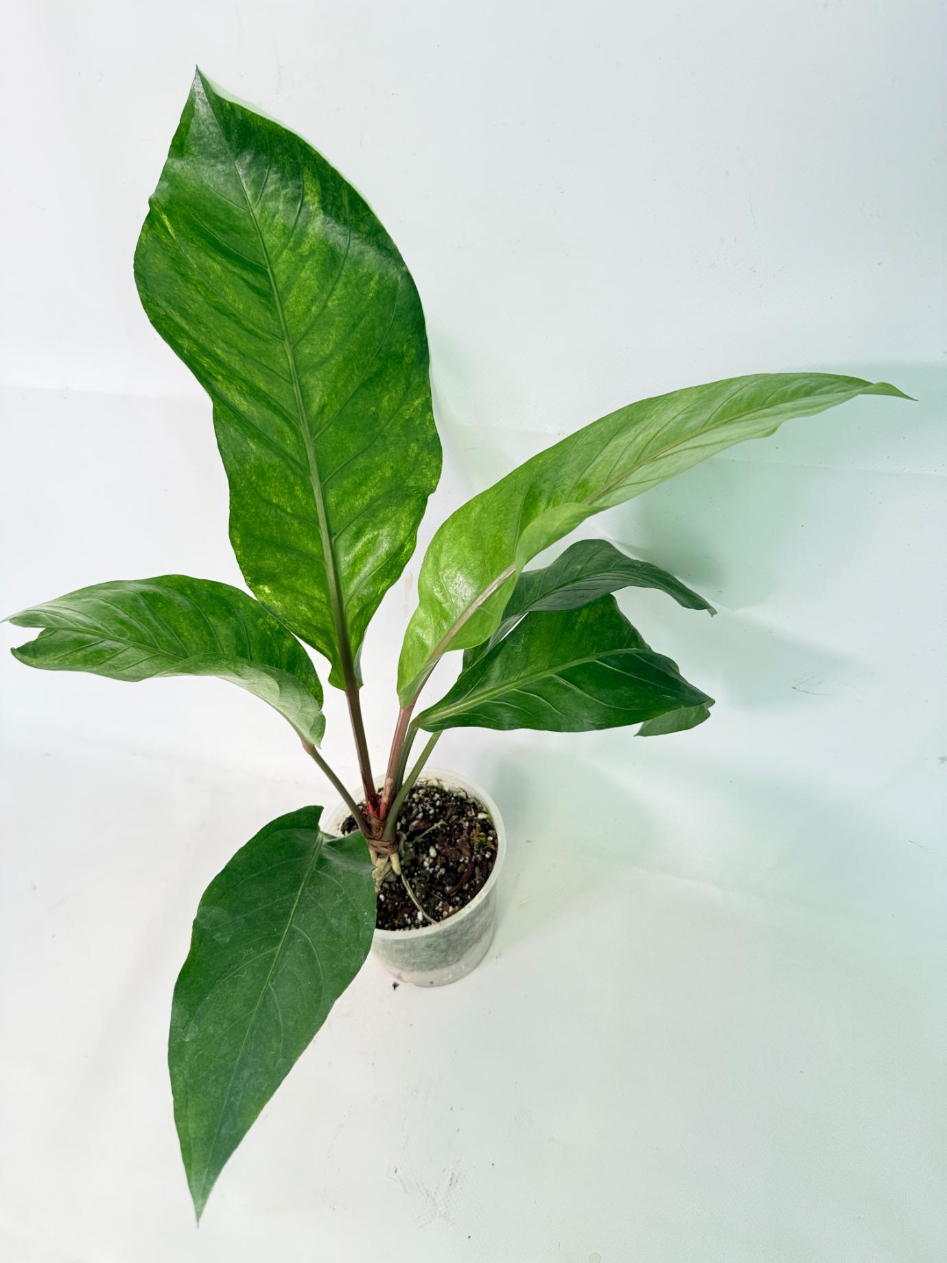 Anthurium hookeri variegato 4