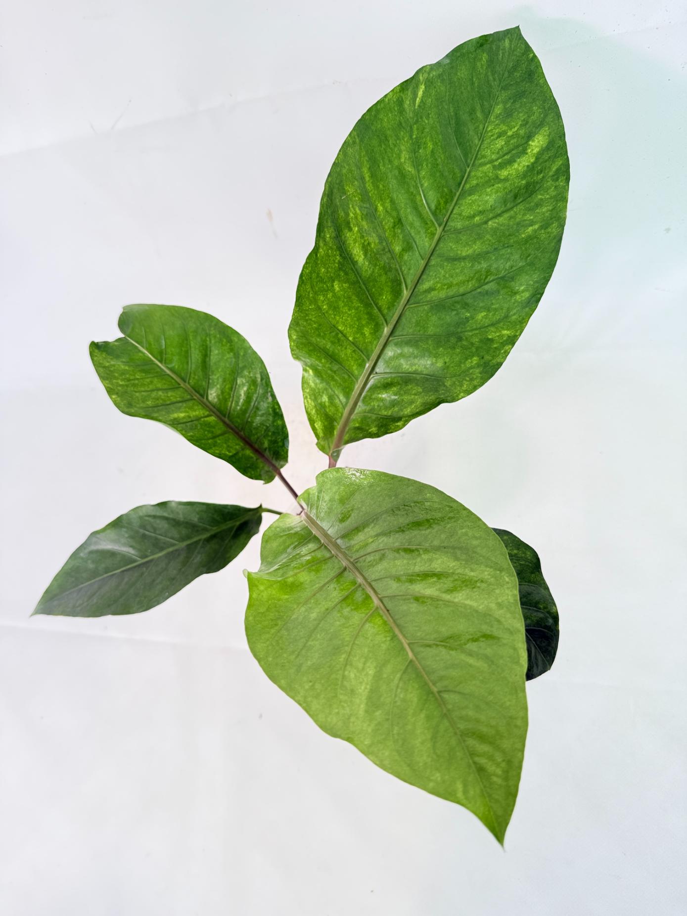 Anthurium hookeri variegato 3