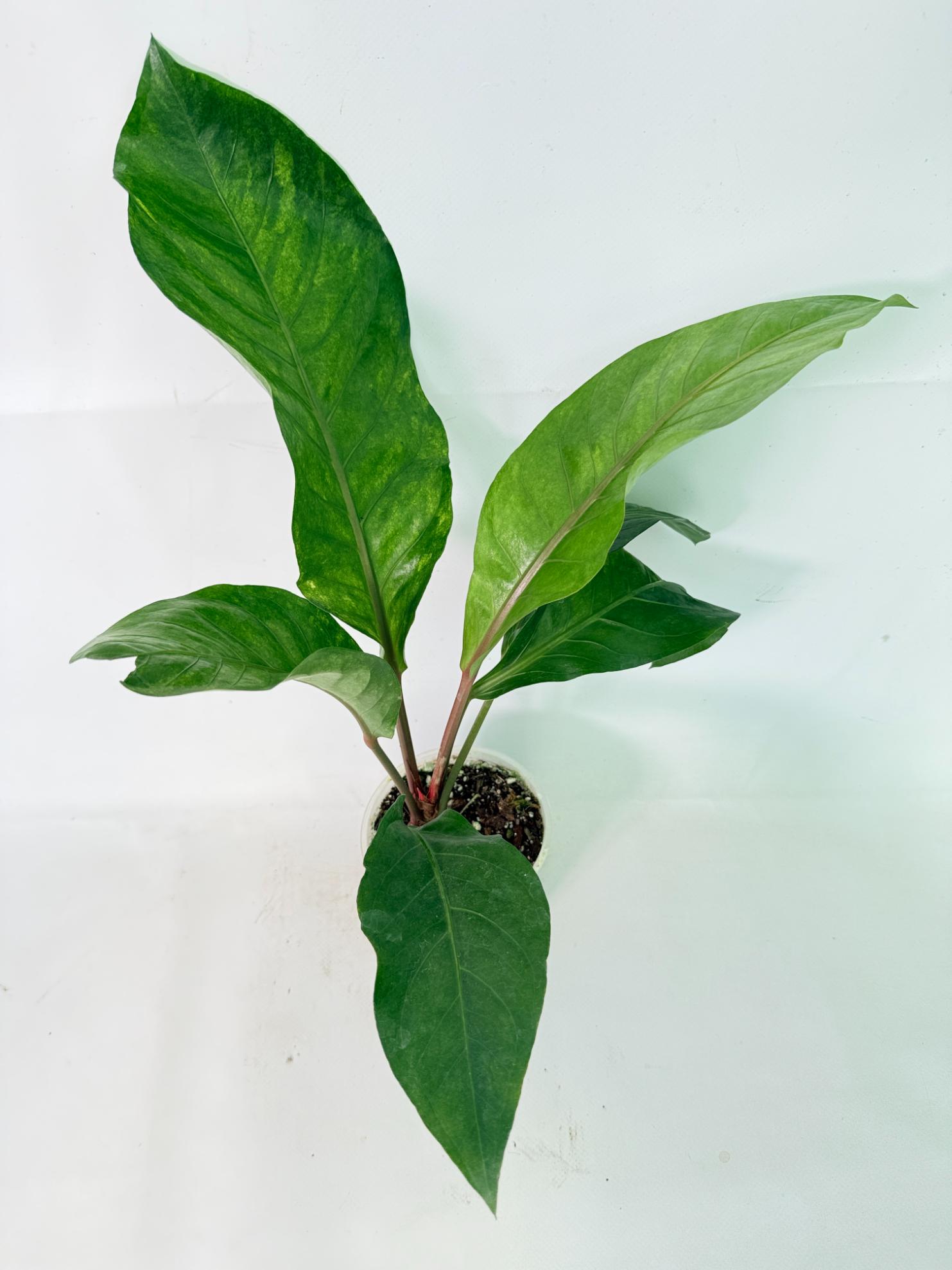 Anthurium hookeri variegato 10