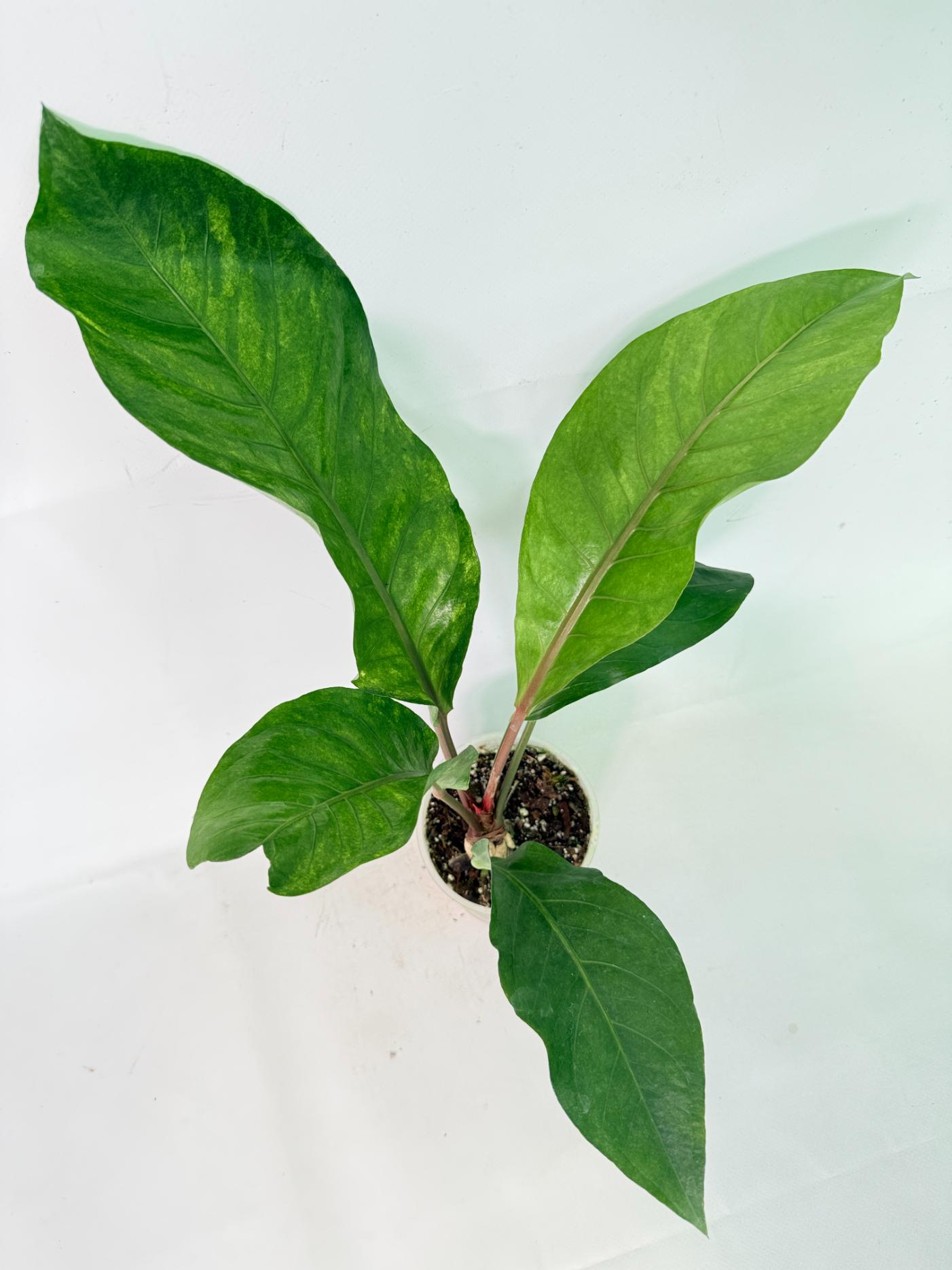 Anthurium hookeri variegato 6