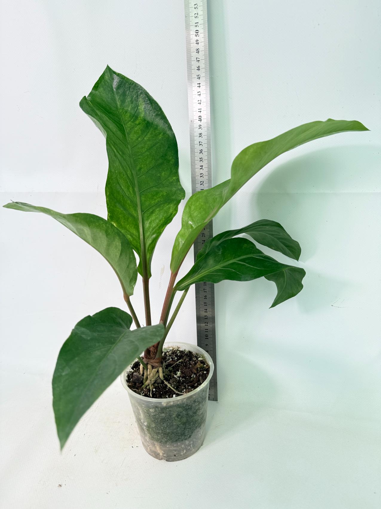 Anthurium hookeri variegato 1