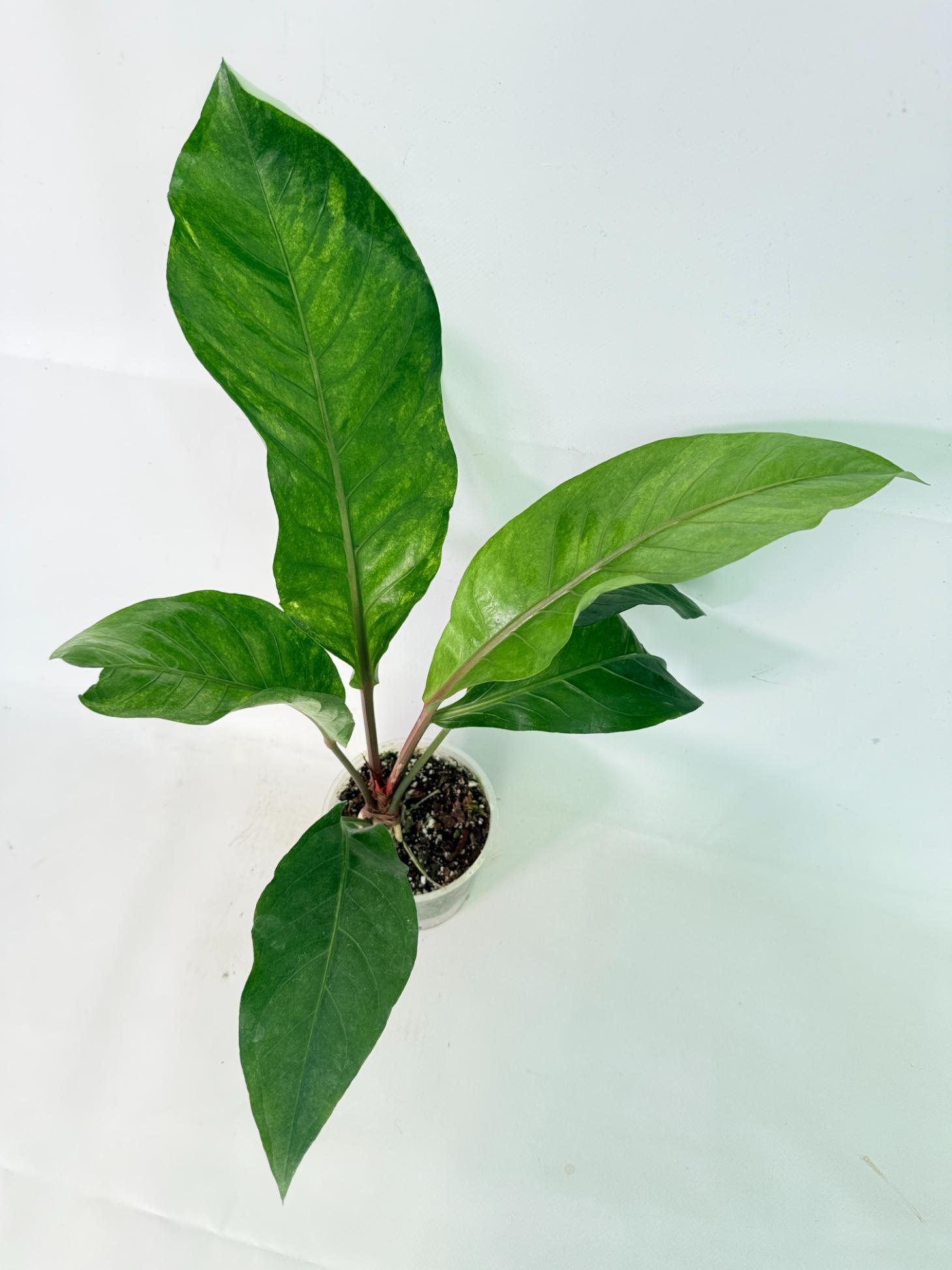 Anthurium hookeri variegato 7