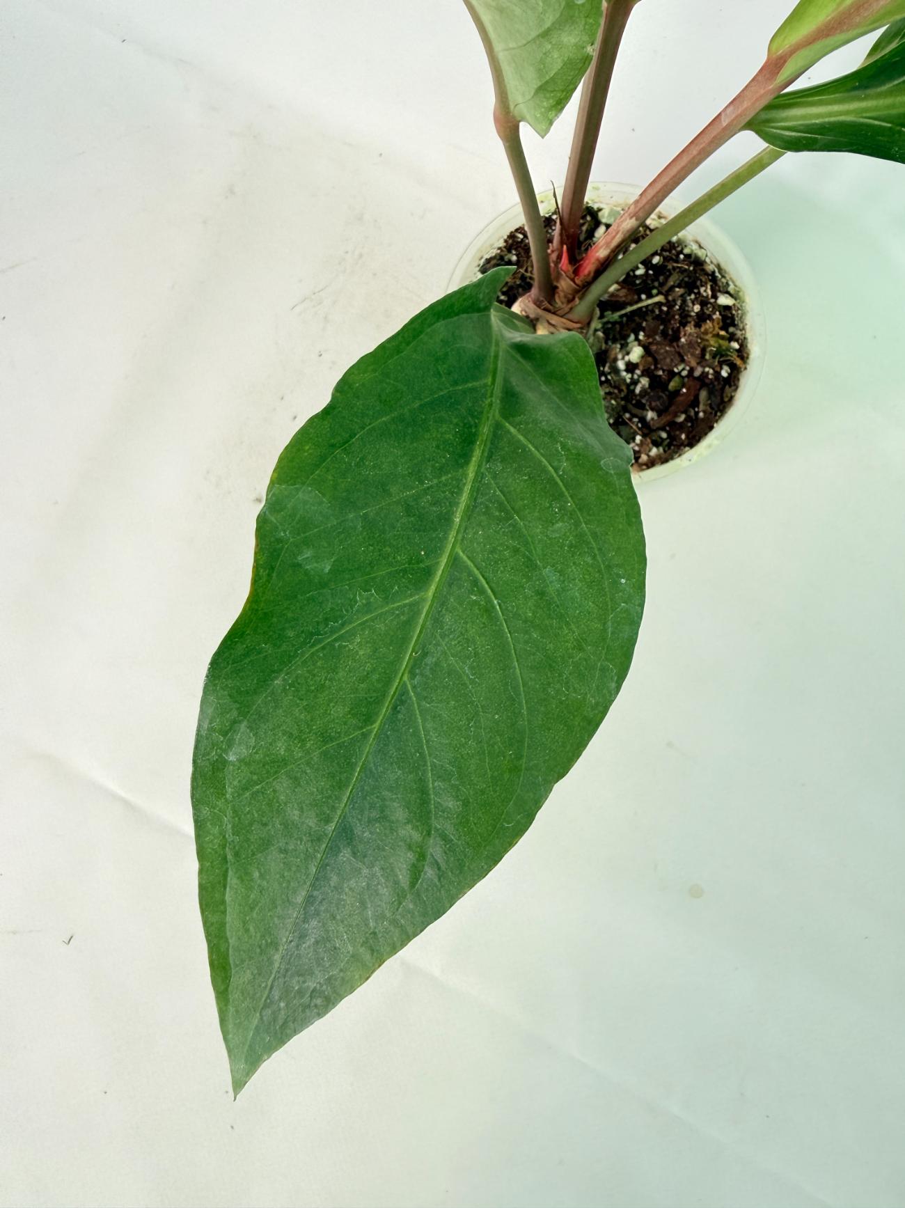 Anthurium hookeri variegato 8