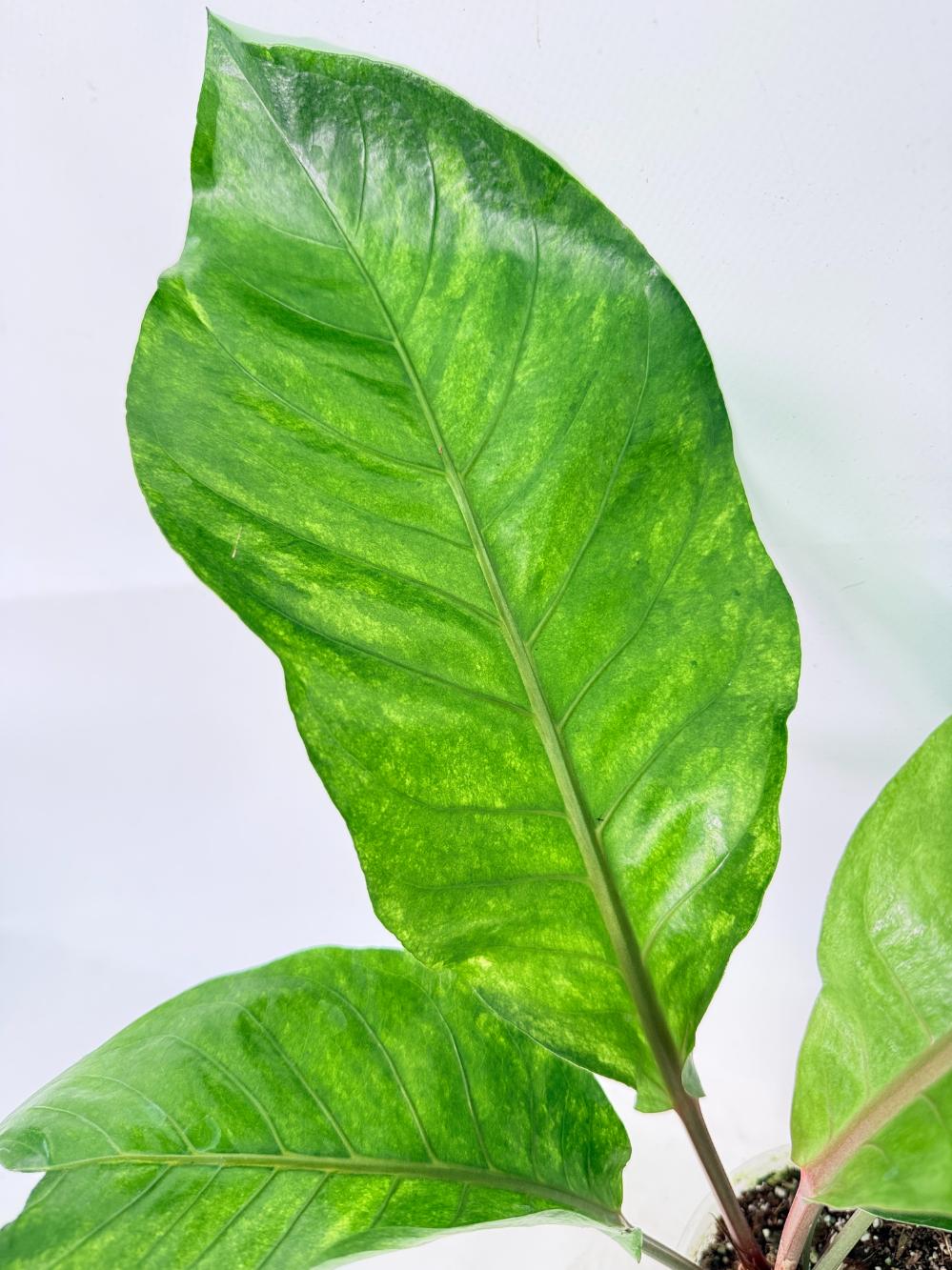 Anthurium hookeri variegato 2