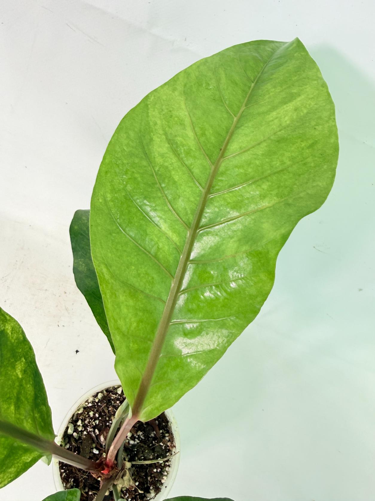 Anthurium hookeri variegato 5