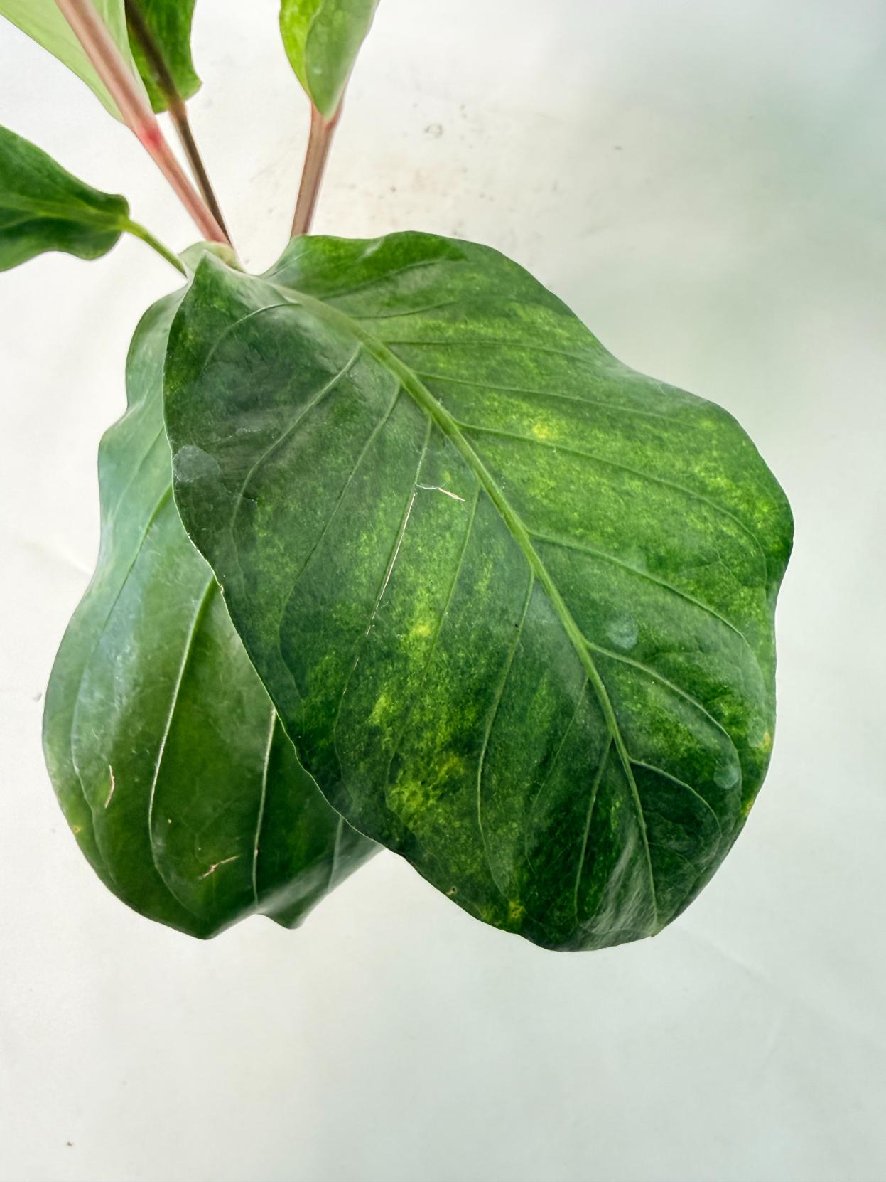 Anthurium hookeri variegato 9