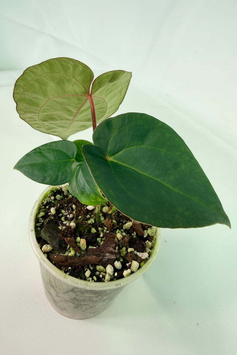 Anthurium_KOS_Hybrid_x_Crystallinum_Crackin_Veins_03
