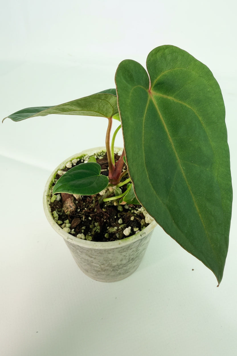 Anthurium KOS Hybrid x Crystallinum Crackin Veins