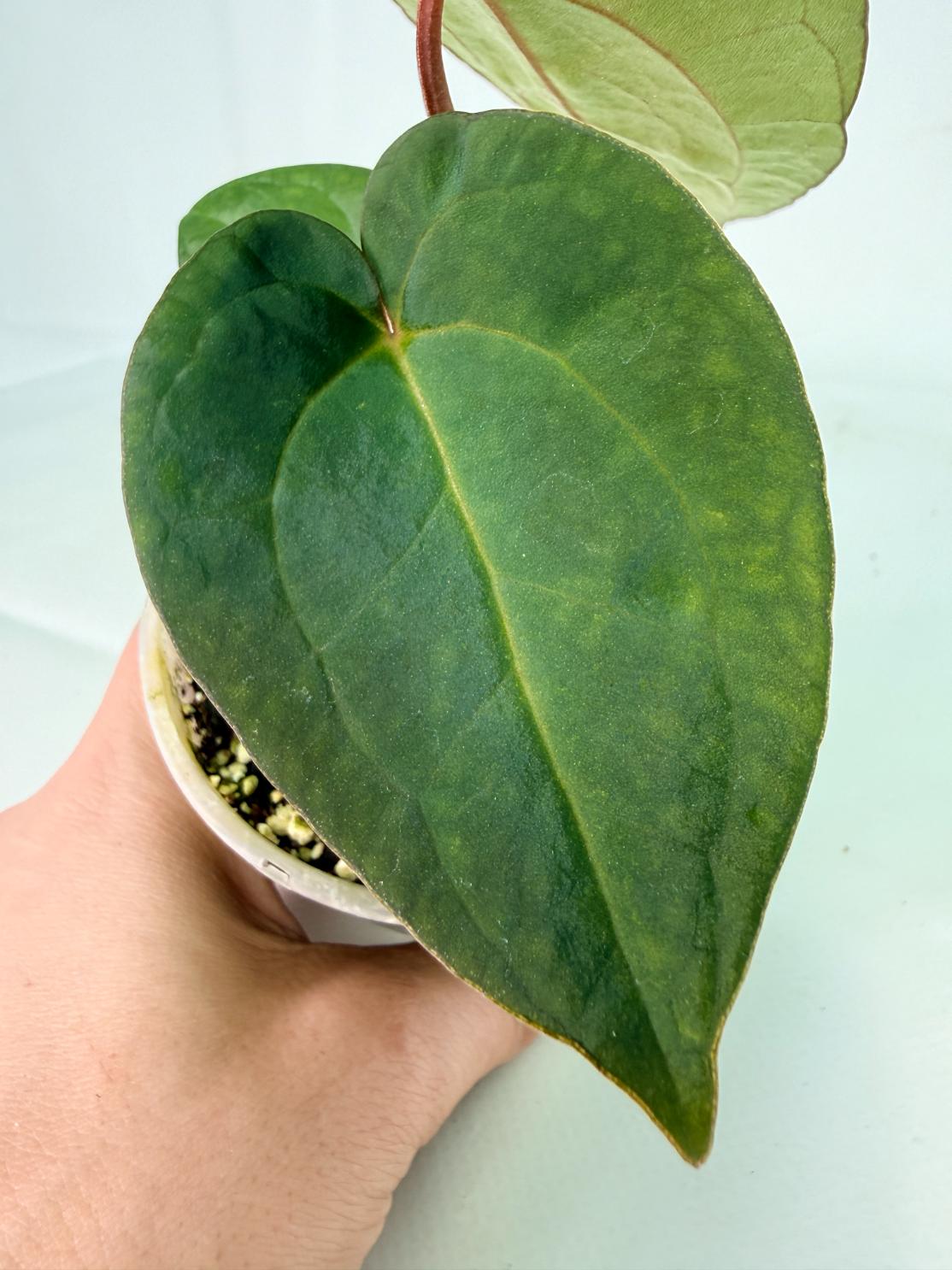 Anthurium_KOS_Hybrid_x_Crystallinum_Crackin_Veins_07