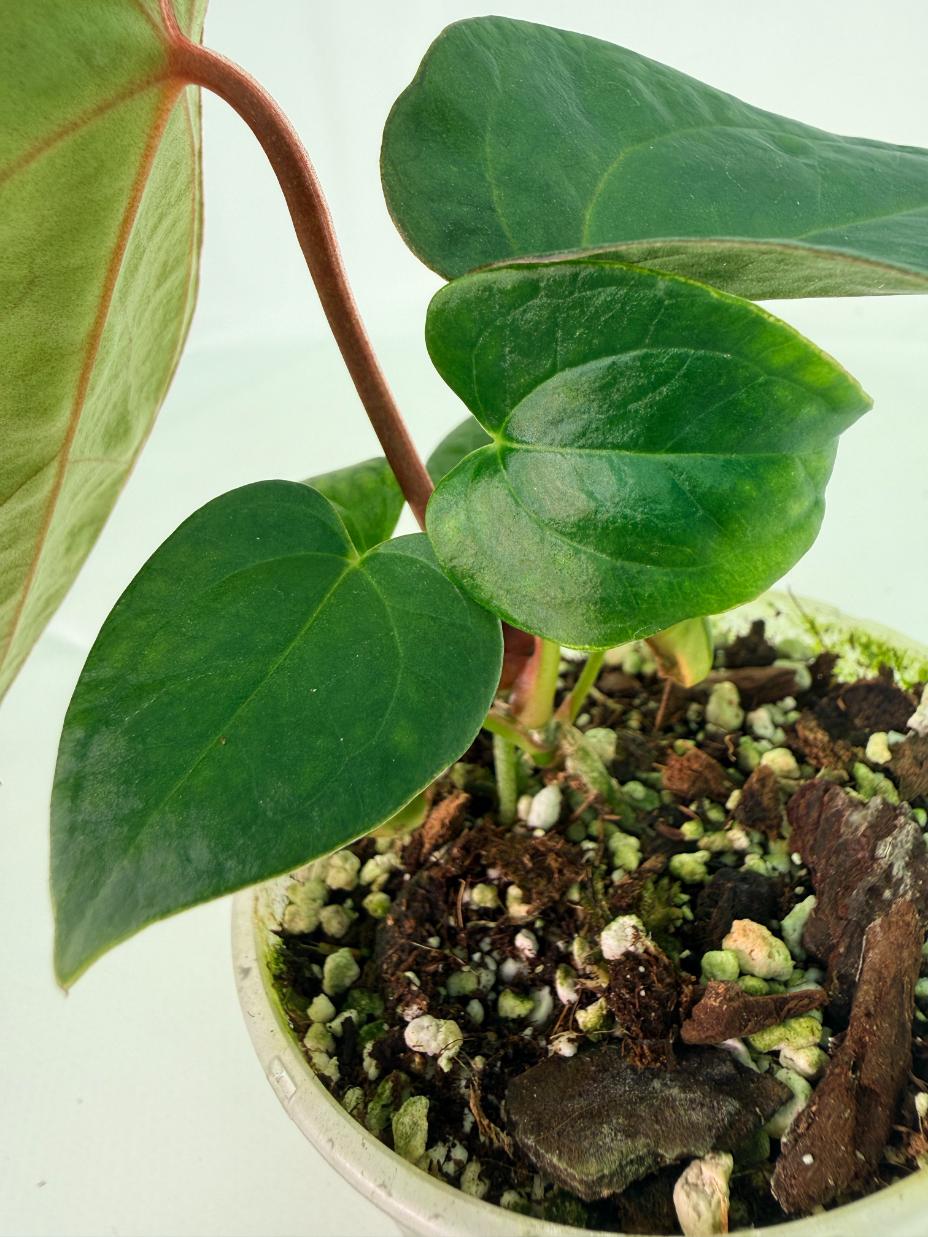 Anthurium_KOS_Hybrid_x_Crystallinum_Crackin_Veins_04