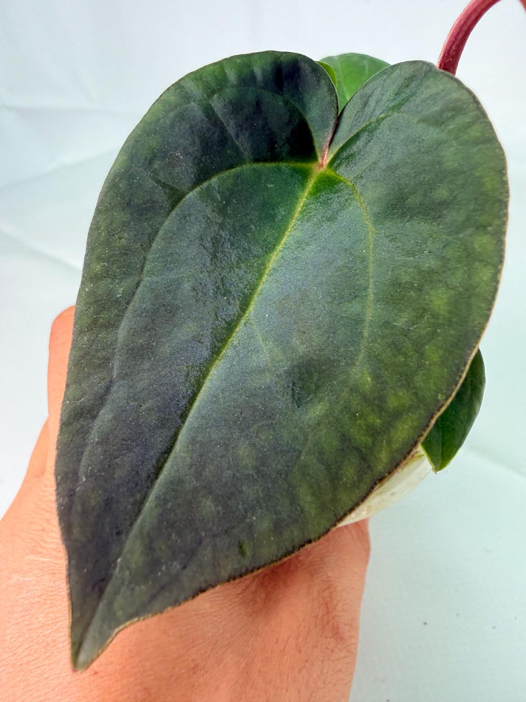 Anthurium KOS Hybrid x Crystallinum Crackin Veins