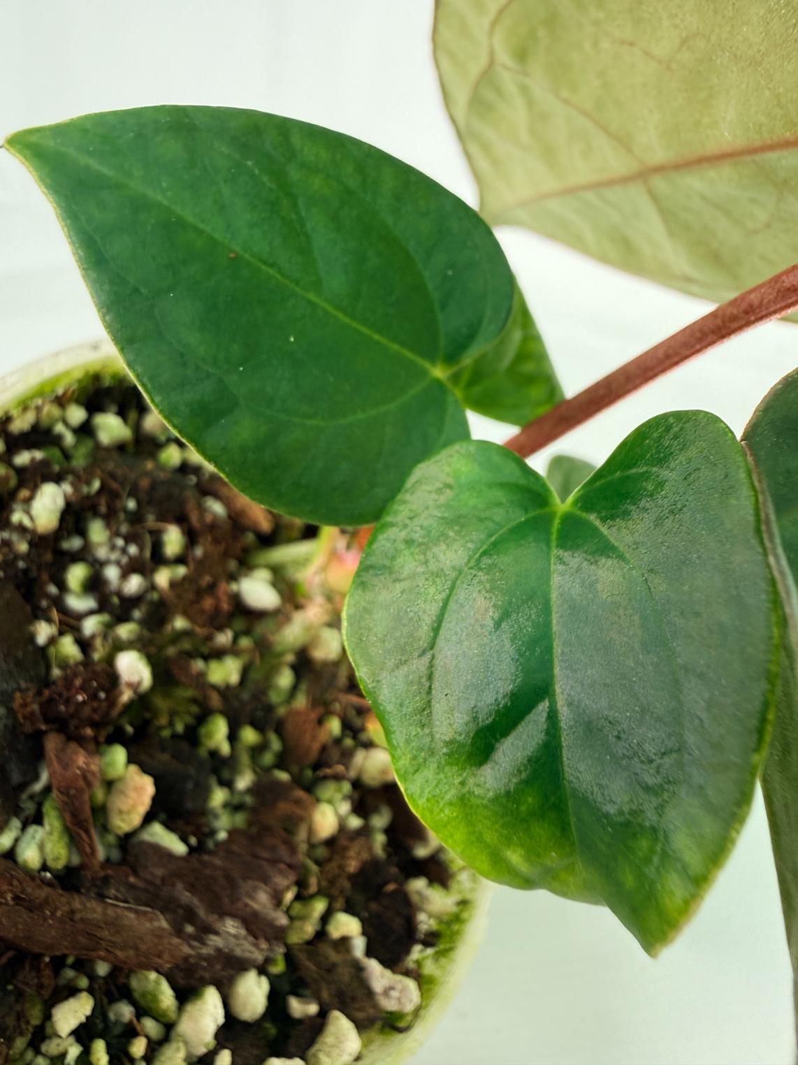 Anthurium_KOS_Hybrid_x_Crystallinum_Crackin_Veins_05