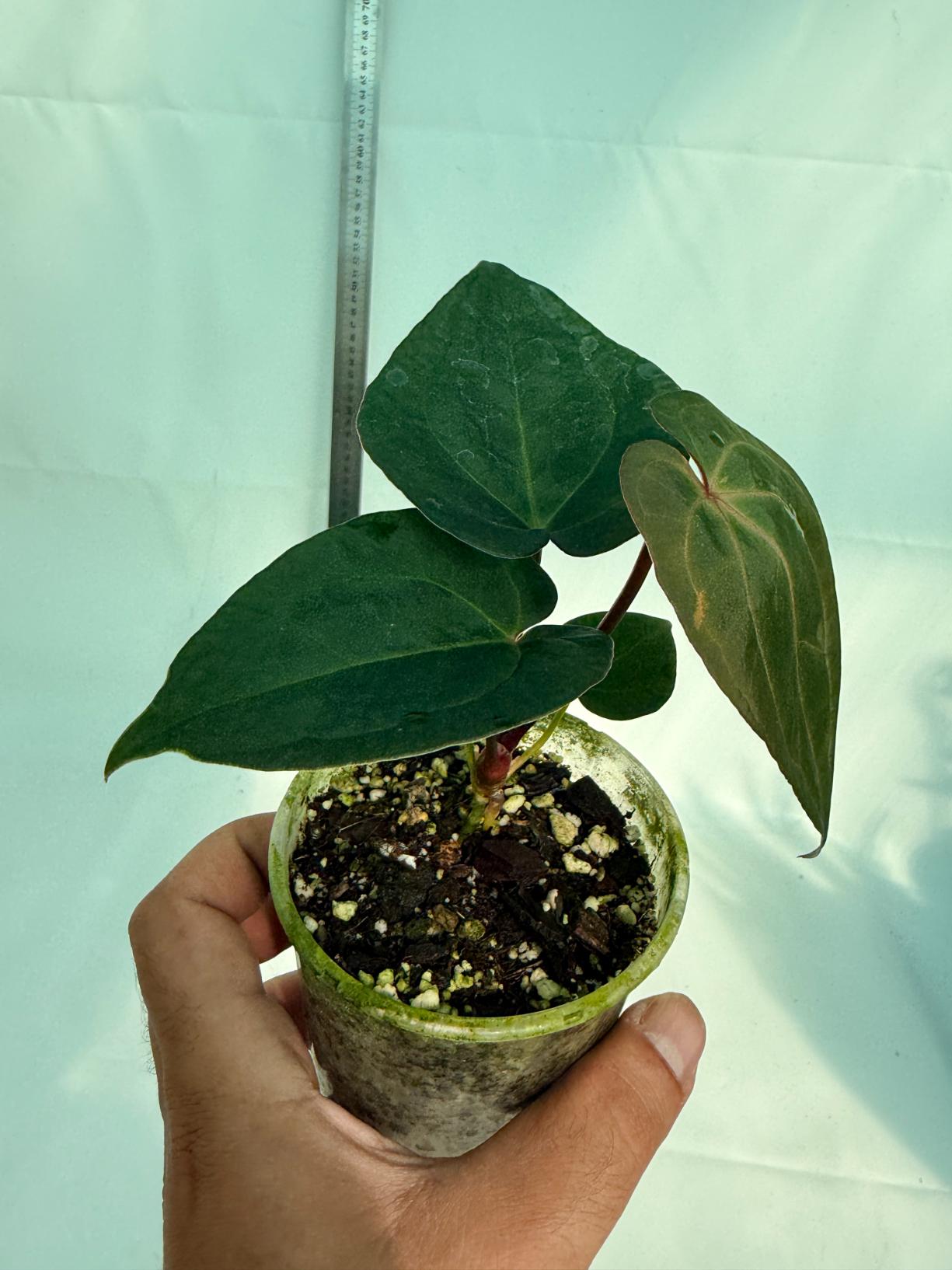Anthurium KOS Hybrid x Crystallinum Crackin Veins 7