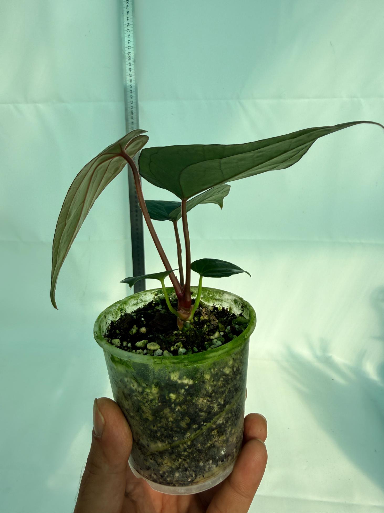 Anthurium KOS Hybrid x Crystallinum Crackin Veins 8