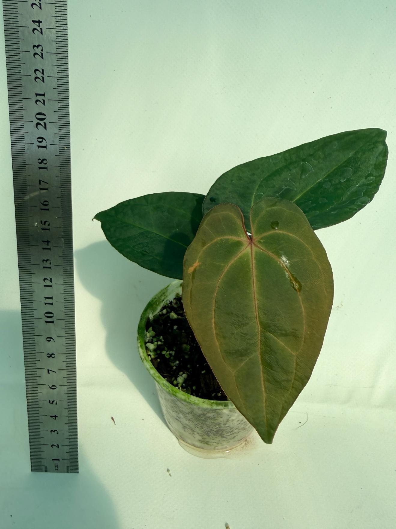 Anthurium KOS Hybrid x Crystallinum Crackin Veins 1