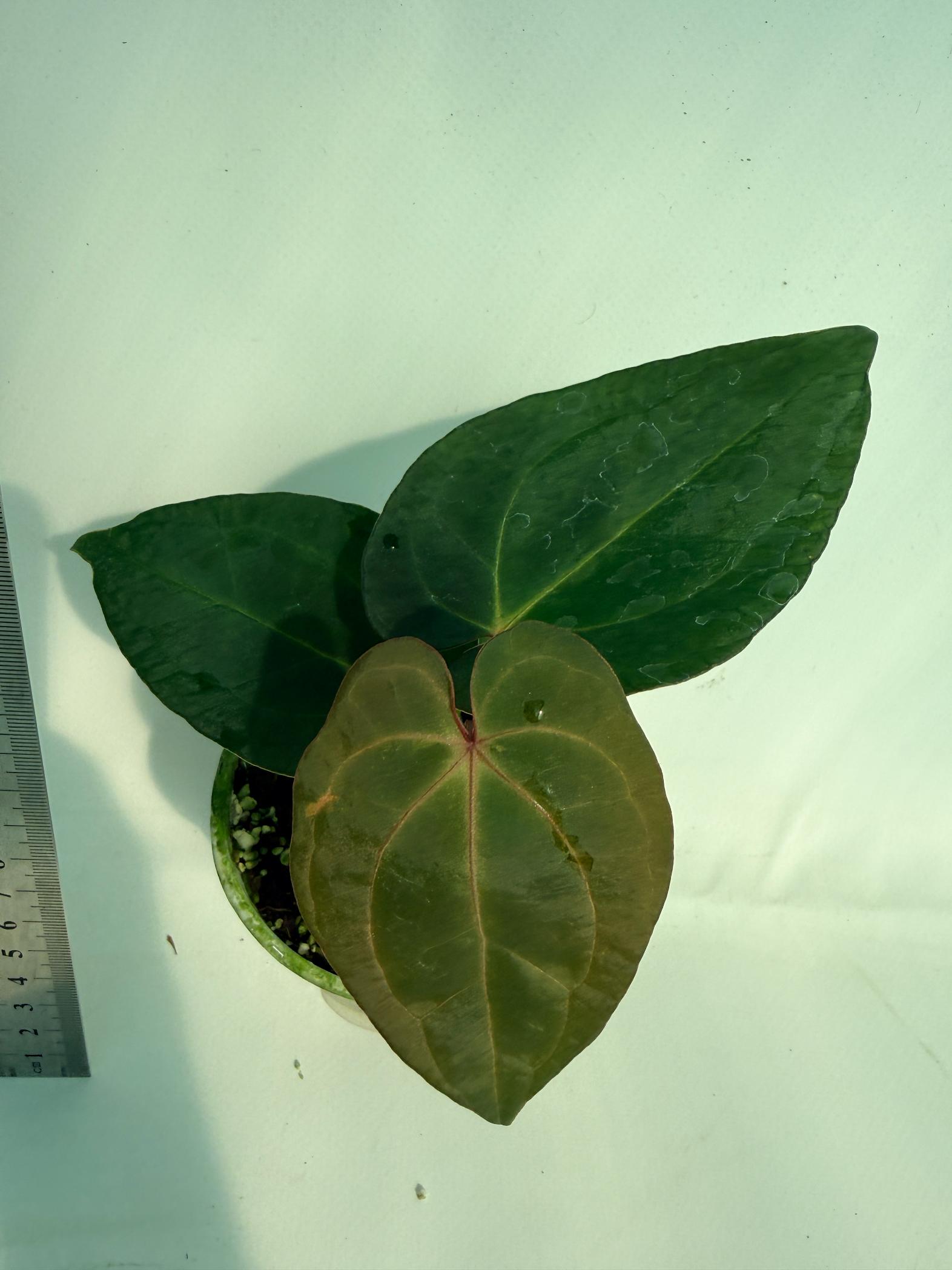 Anthurium KOS Hybrid x Crystallinum Crackin Veins 6