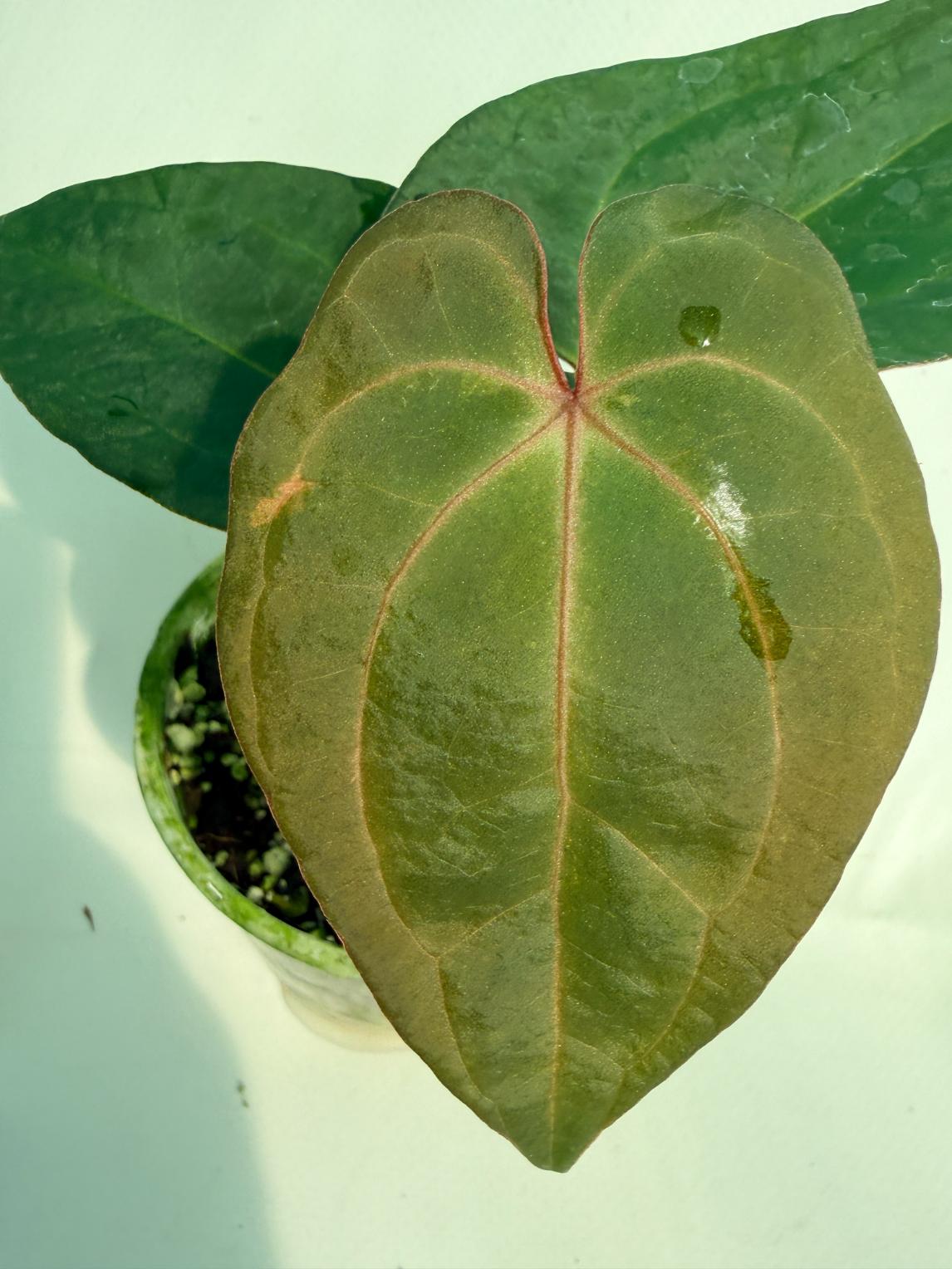 Anthurium KOS Hybrid x Crystallinum Crackin Veins 2