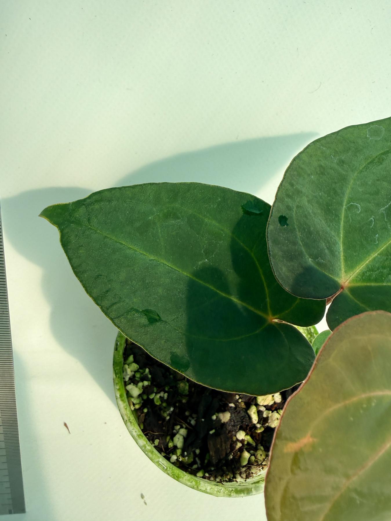 Anthurium KOS Hybrid x Crystallinum Crackin Veins 4