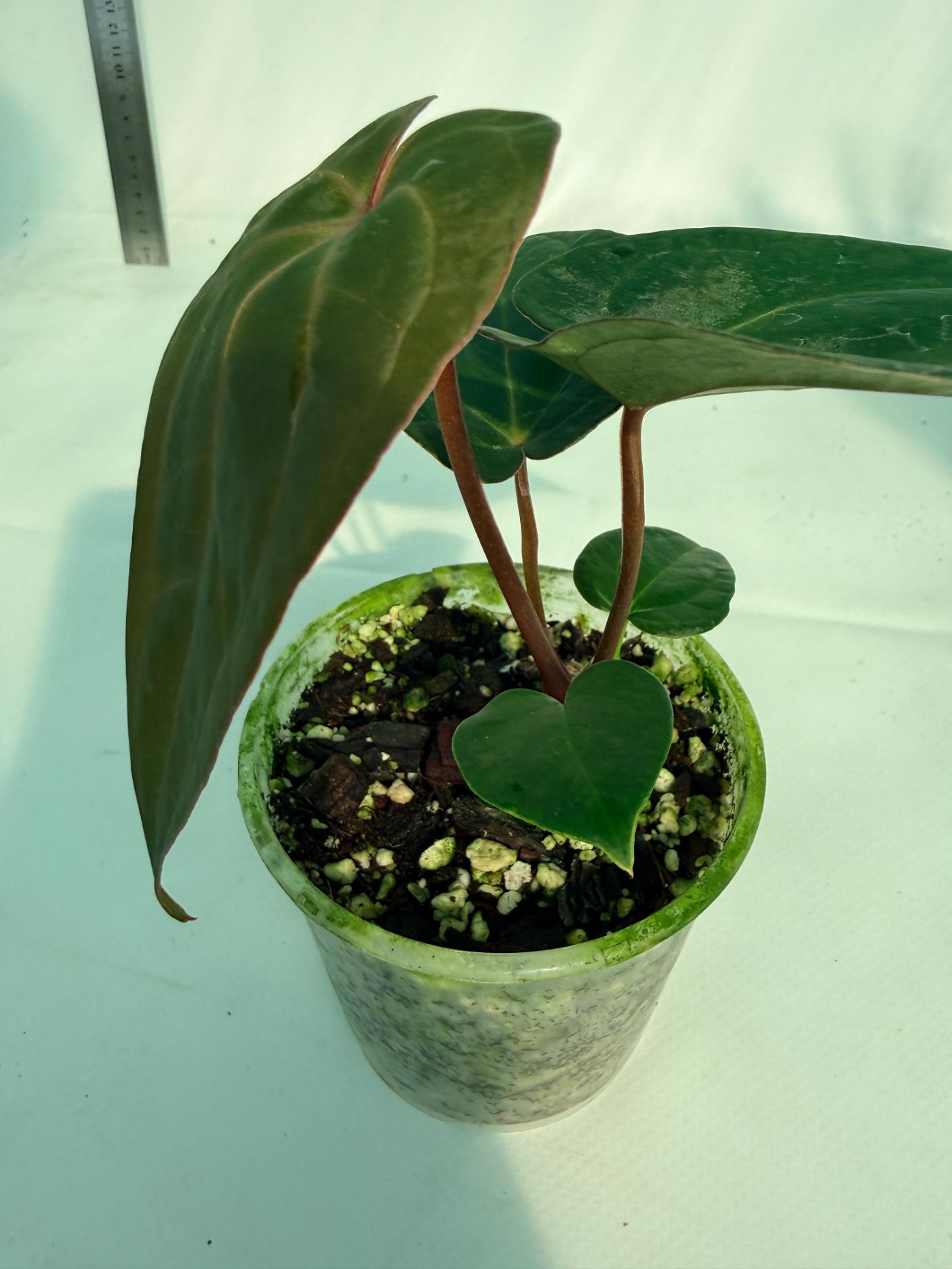 Anthurium KOS Hybrid x Crystallinum Crackin Veins 5