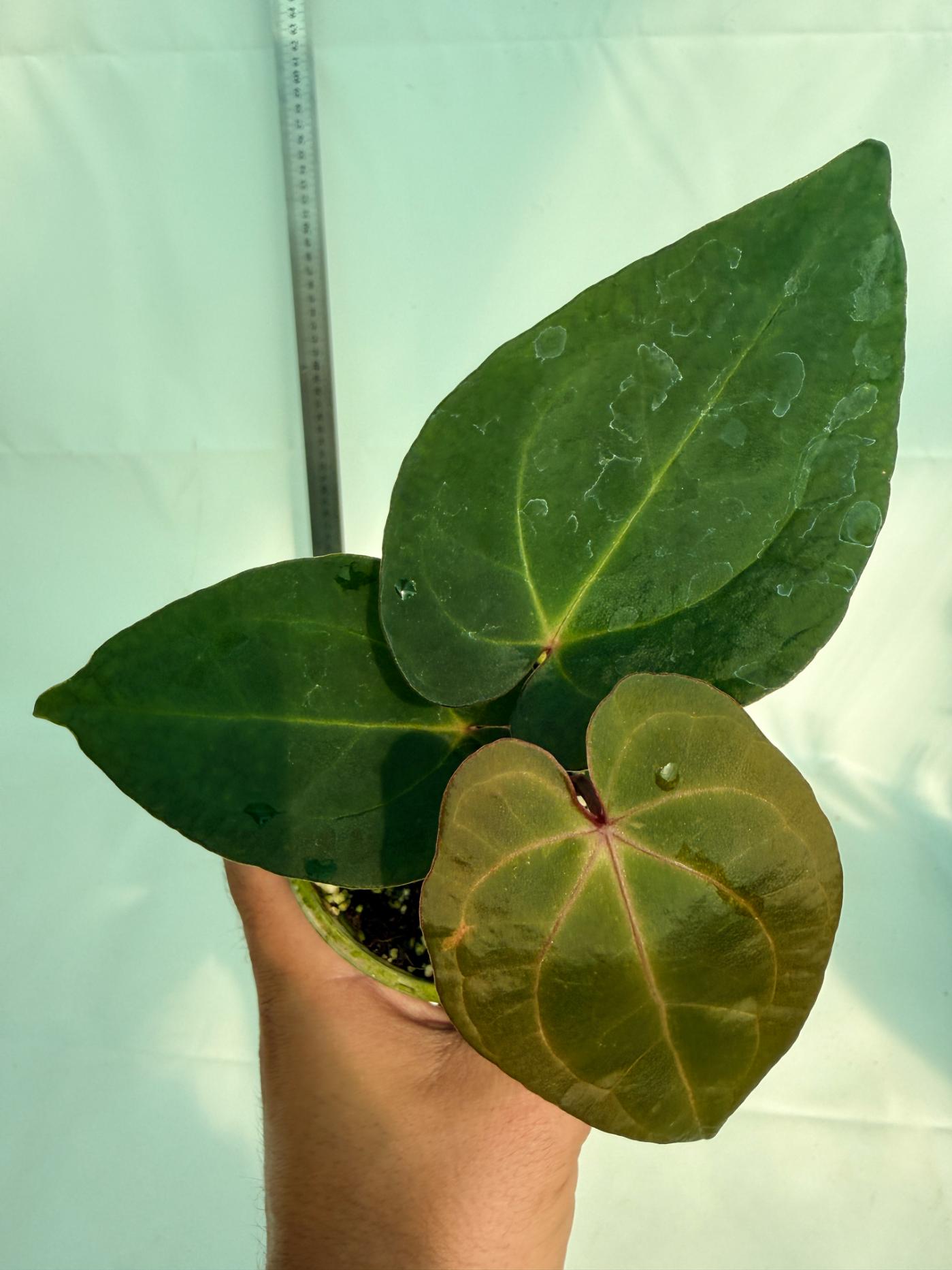 Anthurium KOS Hybrid x Crystallinum Crackin Veins 3