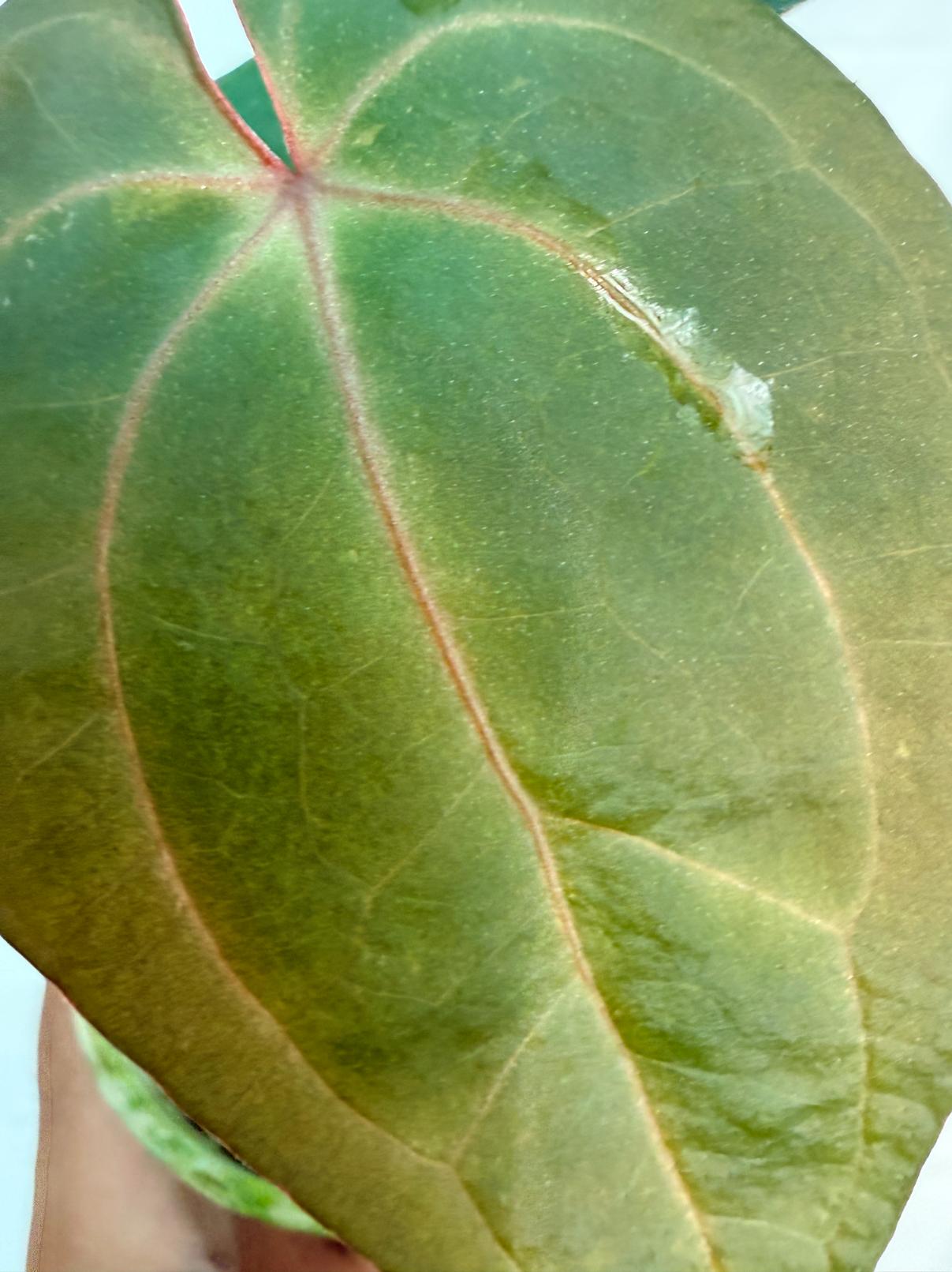 Anthurium KOS Hybrid x Crystallinum Crackin Veins 9