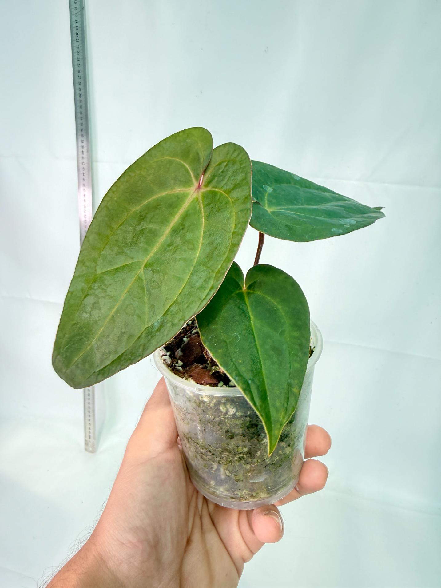 Anthurium KOS Hybrid x Crystallinum Crackin Veins 3