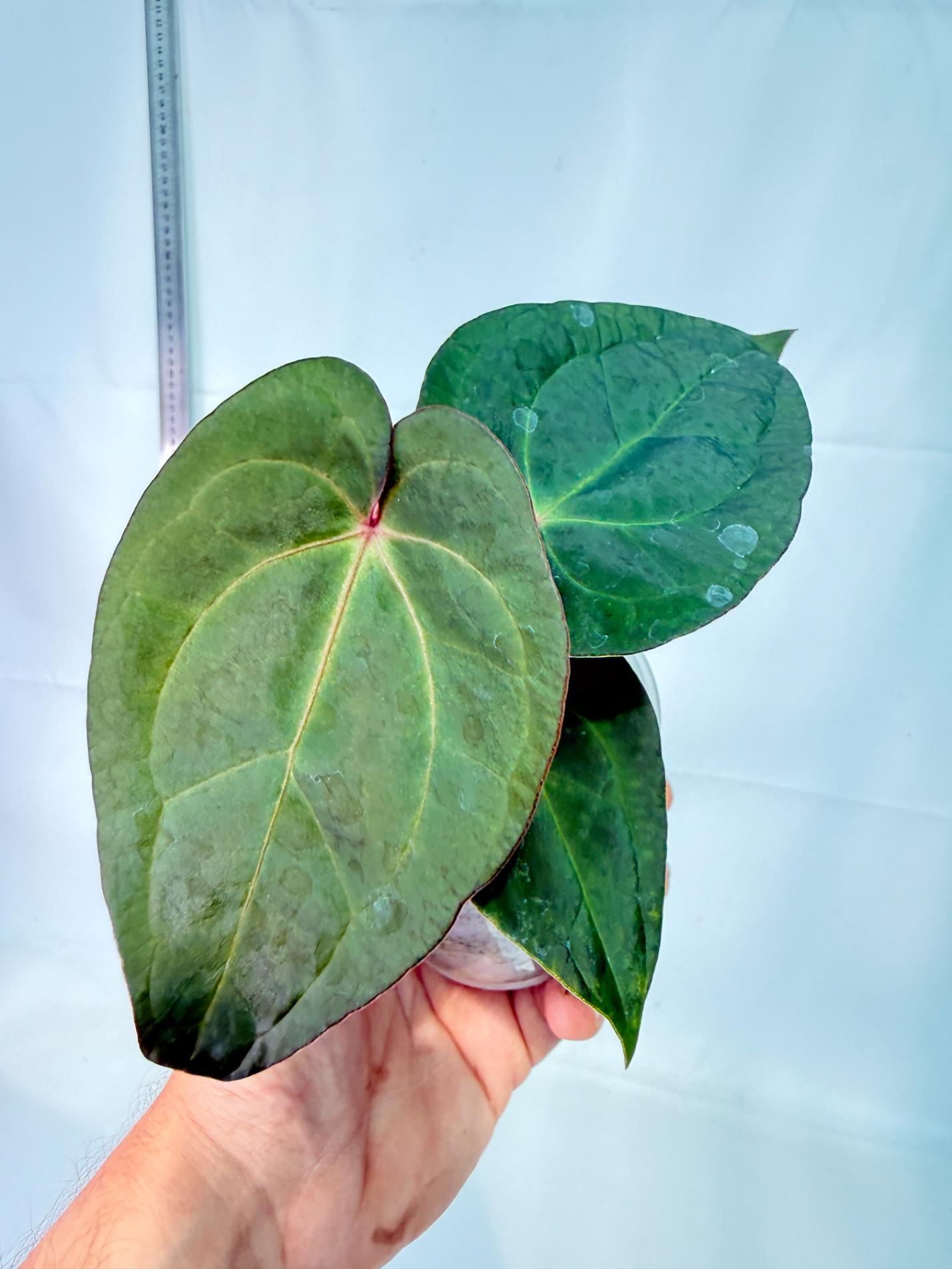Anthurium KOS Hybrid x Crystallinum Crackin Veins