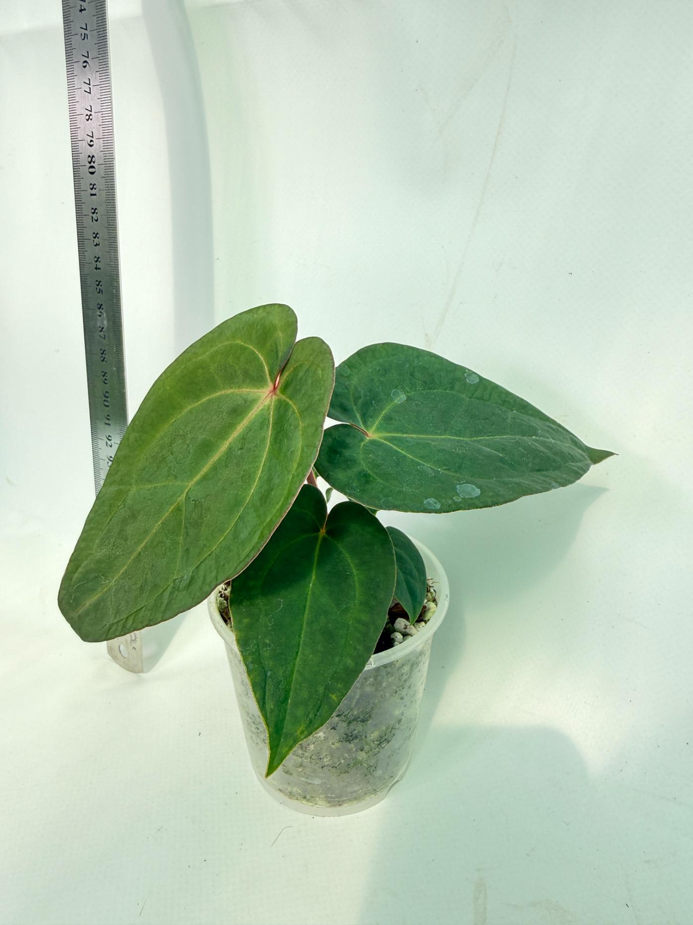 Anthurium KOS Hybrid x Crystallinum Crackin Veins 9