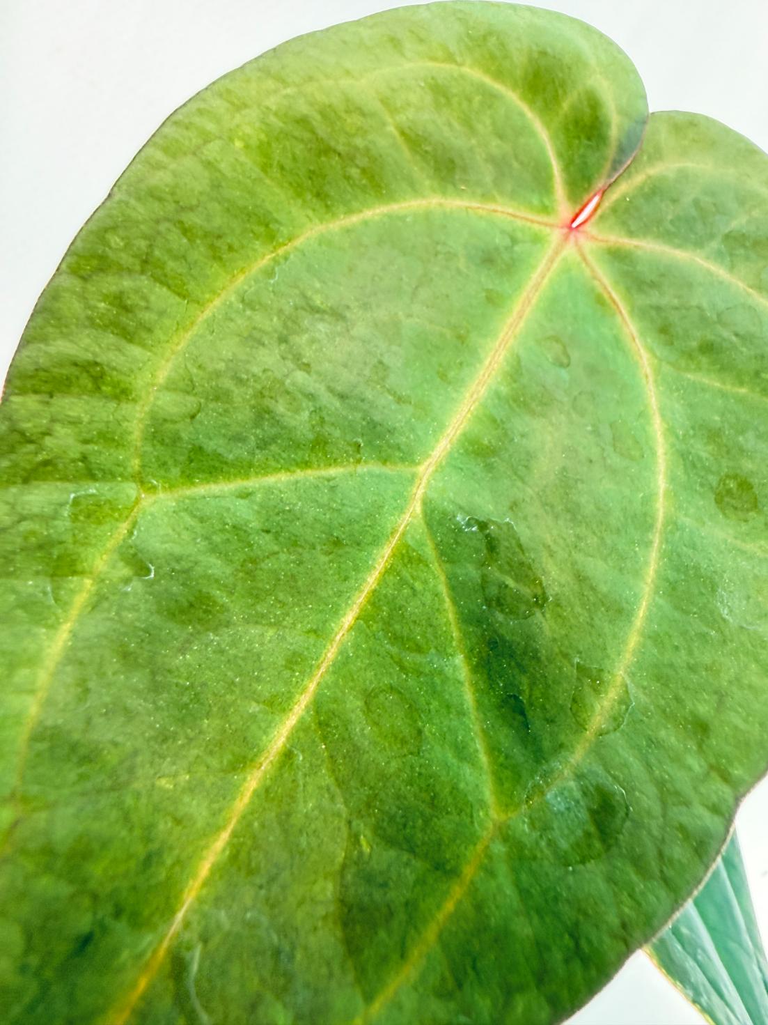 Anthurium KOS Hybrid x Crystallinum Crackin Veins 7