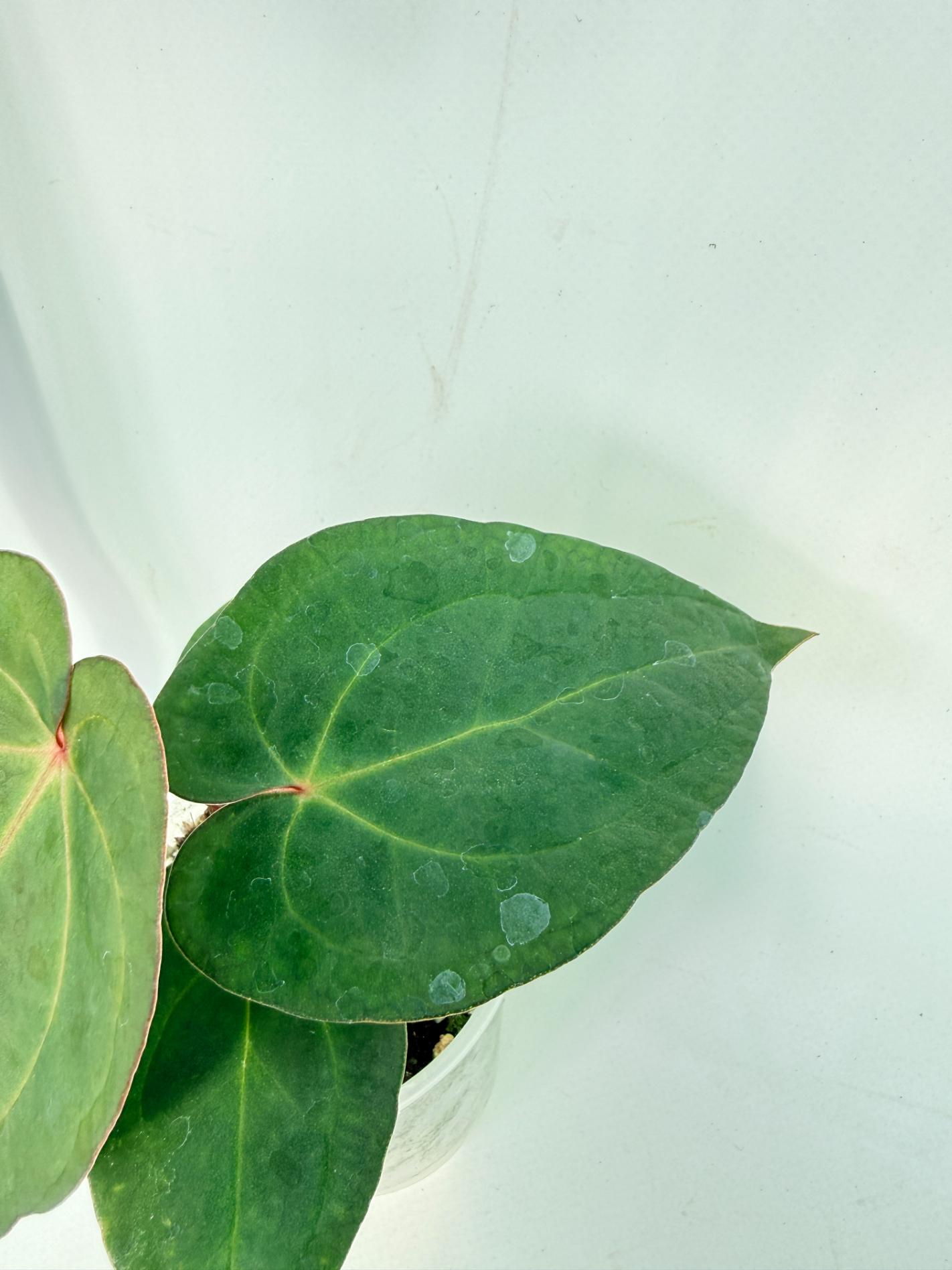 Anthurium KOS Hybrid x Crystallinum Crackin Veins 4
