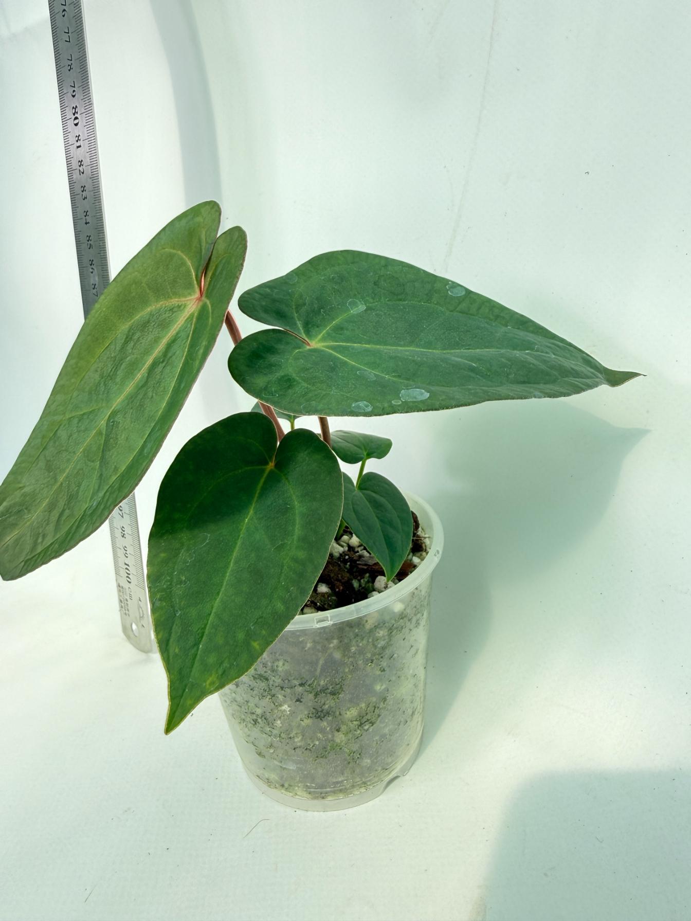Anthurium KOS Hybrid x Crystallinum Crackin Veins 5