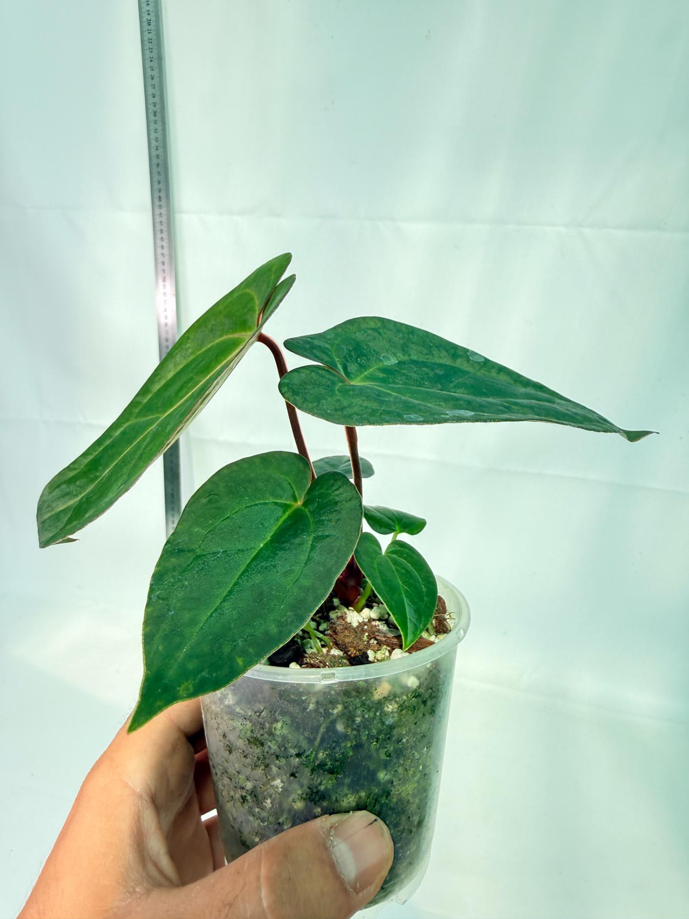 Anthurium KOS Hybrid x Crystallinum Crackin Veins 6