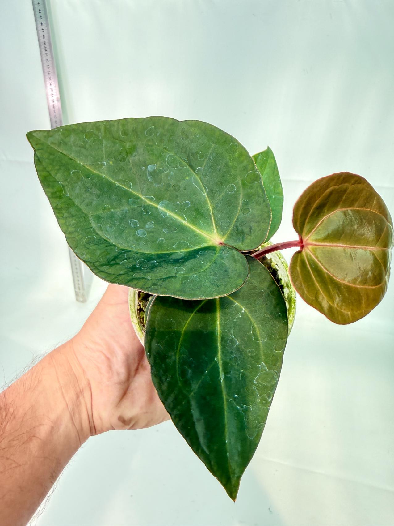 Anthurium KOS Hybrid x Crystallinum Crackin Veins 4