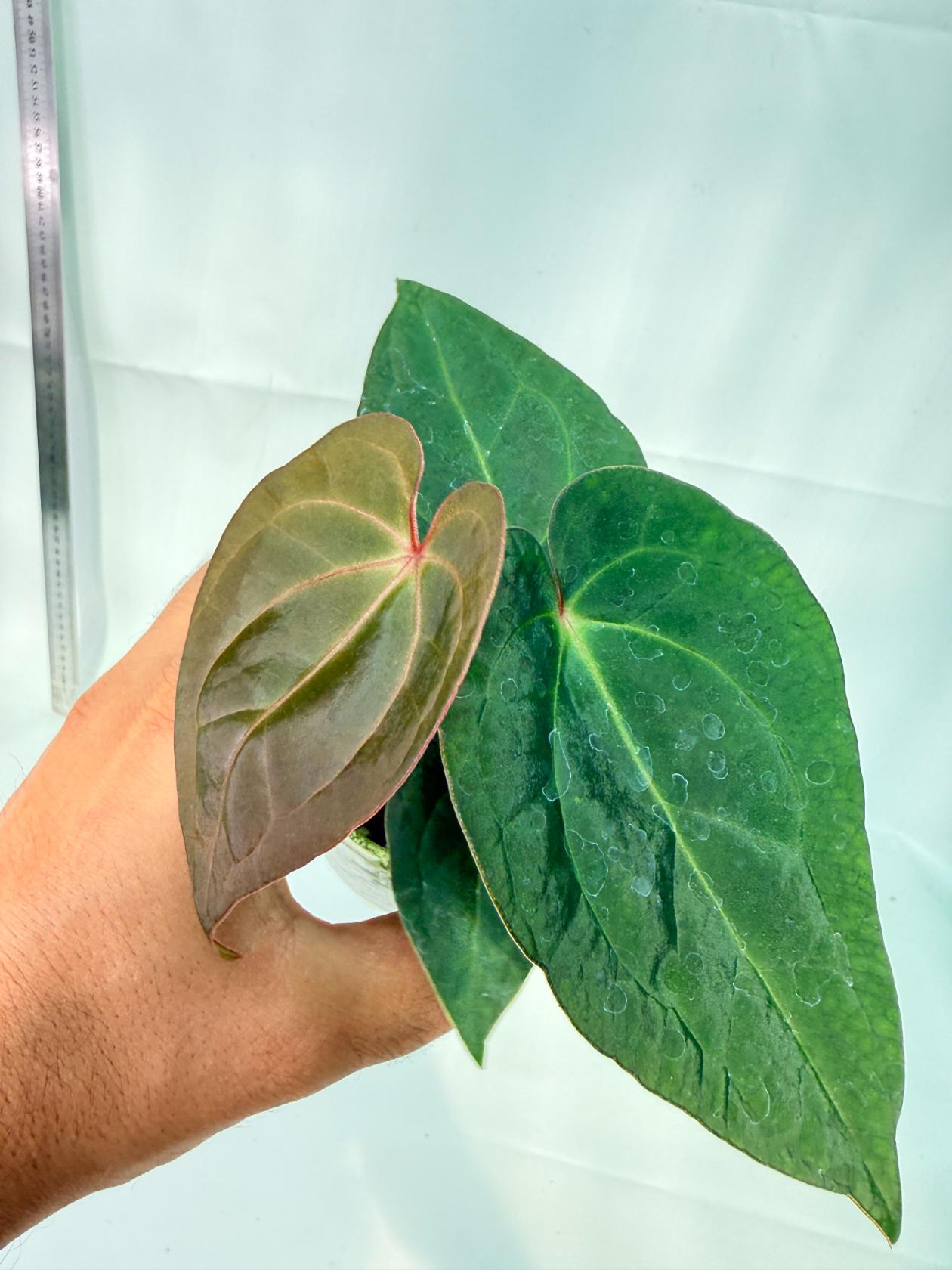 Anthurium KOS Hybrid x Crystallinum Crackin Veins 3