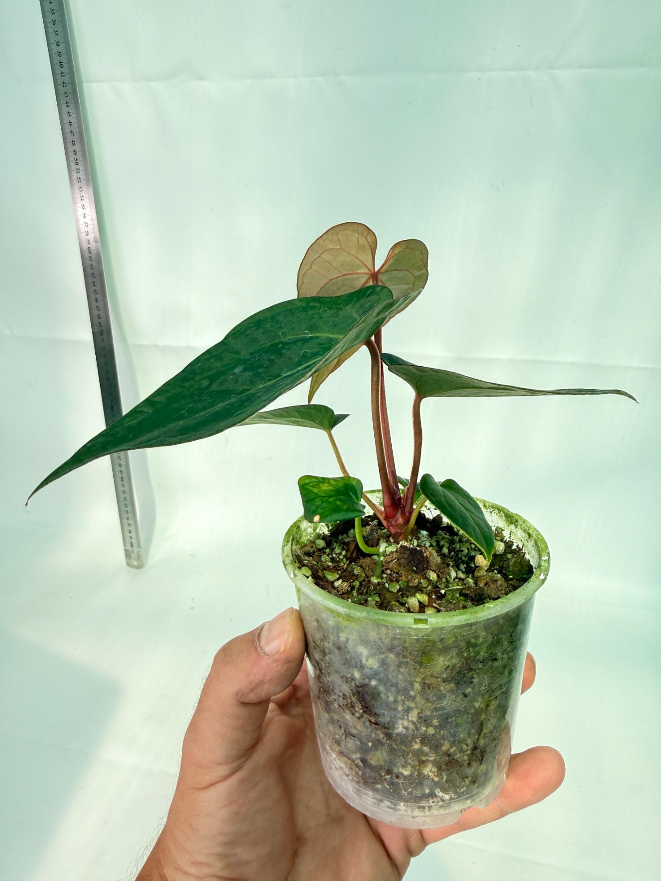 Anthurium KOS Hybrid x Crystallinum Crackin Veins 10